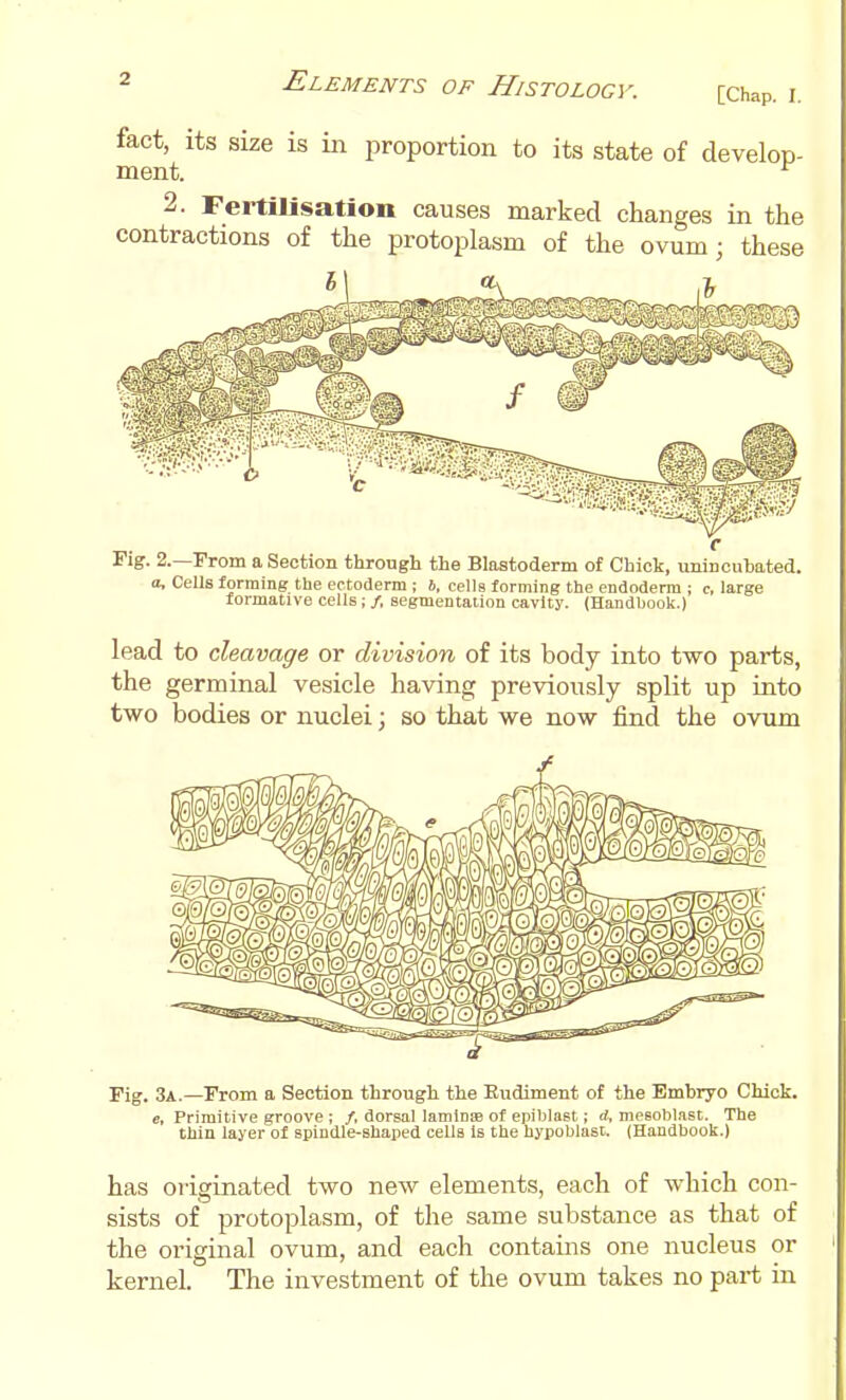 fact, its size is in proportion to its state of develop- ment. ^ 2. Fertilisation causes marked changes in the contractions of the protoplasm of the ovum; these Fig. 2.—From a Section through the Blastoderm of Chick, unincuhated. a. Cells forming the ectoderm ; 6, cells forming the endoder'm ; c, large formative cells ; /, segmentation cavity. (Handbook.) lead to cleavage or division of its body into two parts, the germinal vesicle having previously split up into two bodies or nuclei; so that we now find the ovum Fig. 3a.—From a Section through the Eudiment of the Embryo Chick. e. Primitive groove ; /, dorsal laminae of epihlast; rf, mesoblast. The thin layer of spindle-shaped cells Is the hypoblast. (Handbook.) has originated two new elements, each of which con- sists of protoplasm, of the same substance as that of the original ovum, and each contains one nucleus or kernel. The investment of the ovum takes no part in