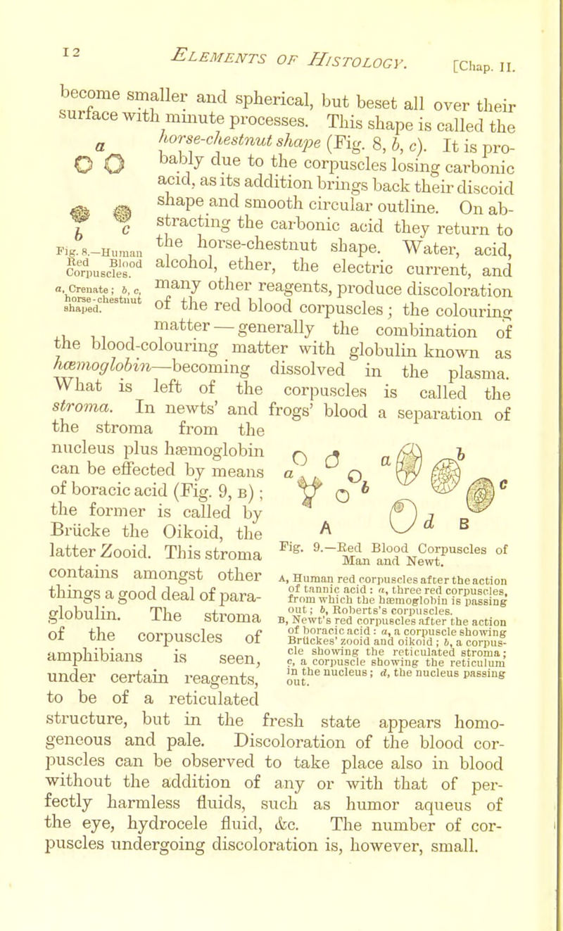 become smaller and spherical, but beset all over their surface with mmute processes. This shape is called the ^ horse-chestnut shape (Fig. 8, b, c). It is pro- O O ^^^'}^ *o corpuscles losing carbonic acKl as Its addition brings back their discoid ^ ^ shape and smooth circular outline. On ab- Y ^ stracting the carbonic acid they return to Rg.«.-Human *f horse-chestuut shape. Water, acid, fe,UBe?i^.'' f tlier, the electric current, and a. crenate; 6. c, ^^iij Other reagents, produce discoloration h^orse^hestnut ^he red blood corpuscles ; the colouring matter —generally the combination of the blood-colouring matter with globulin known as hmmoglobm—hecoming dissolved in the plasma. What IS left of the corpuscles is called the stroma. In newts' and frogs' blood a separation of the stroma from the nucleus plus haemoglobin can be effected by means of boracic acid (Fig. 9, b) ; the former is called by Brlicke the Oikoid, the latter Zooid. This stroma ^'^ Man^aml New[?''^'' contains amongst other a. Human red corpuscles after the action thino-sa crnnd rleal nf noyo of tannic acid : three red corpuscles, tningb d gOOU aeai or para- from winch the hoBmoglohin is passing crlnhiilin TItq c+-i,^,-„„ ' *> Roberts's corpuscles. glODUim. ine stroma B,Newfs red corpuscles after the action of the cnrnii<5plpo r\f of boracic.acid : a, a corpuscle shoeing ui Lne corpuscles OI BrUckes' zooid and oikoid; b, a corpus- nm-nliiViinna ia cqq-t. '^ sbomng the reticulated stroma; ctmpuiuians is seen, c, a corpuscle showing the reticulum under certain reagents, nucleus the nucleus passing to be of a reticulated structure, but in the fresh state appears homo- geneous and pale. Discoloration of the blood cor- puscles can be observed to take place also in blood without the addition of any or with that of per- fectly harmless fluids, such as humor aqueus of the eye, hydrocele fluid, tkc. The number of cor- puscles undergoing discoloration is, however, small.