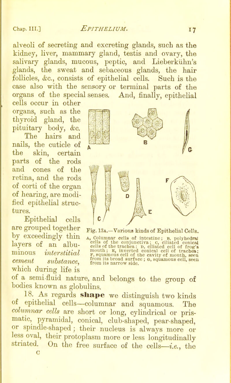 alveoli of secreting and excreting glands, such as the kidney, liver, mammary gland, testis and ovai-y, the salivary glands, mucous, peptic, and Lieberkiihn's glands, the sweat and sebaceous glands, the hair follicles, (tc, consists of epithelial cells. Such is the case also with the sensory or terminal parts of the organs of the special senses. And, finally, epithelial cells occur in other organs, such as the thyroid gland, the pituitaiy body, &c. The hairs and nails, the cuticle of the skin, certain parts of the rods and cones of the retina, and the rods of corti of the organ of hearing, are modi- fied epithelial struc- tures. Epithelial cells are grouped together by exceedingly thin layers of an albu- minous interstitial cement substance, which during life is of a, semi-fluid nature, and belongs to the group of bodies known as globulins. 18. As regards shape we distinguish two kinds of epithelial cells—columnar and squamous. The columnar cells are short or long, cylindrical or pris- matic, pyramidal, conical, club-shaped, pear-shaped, or spindle-shaped; their nucleus is always more or less oval, their protoplasm more or less longitudinally striated. On the free surface of the cells—i.e., the c Fig. 13a.—Various kinds of Epithelial Cells. A, Columnar cells of intestine; B, polyhedral cells of the conjunctiva; c, ciiiated conical cells of the tracbea: D, ciliated cell of frog's mouth; E, inverted conical cell of trachea; F, squamous cell of the cavity of mouth, seen from its broad surface ; Q, squamous cell, seeu from its narrow side.