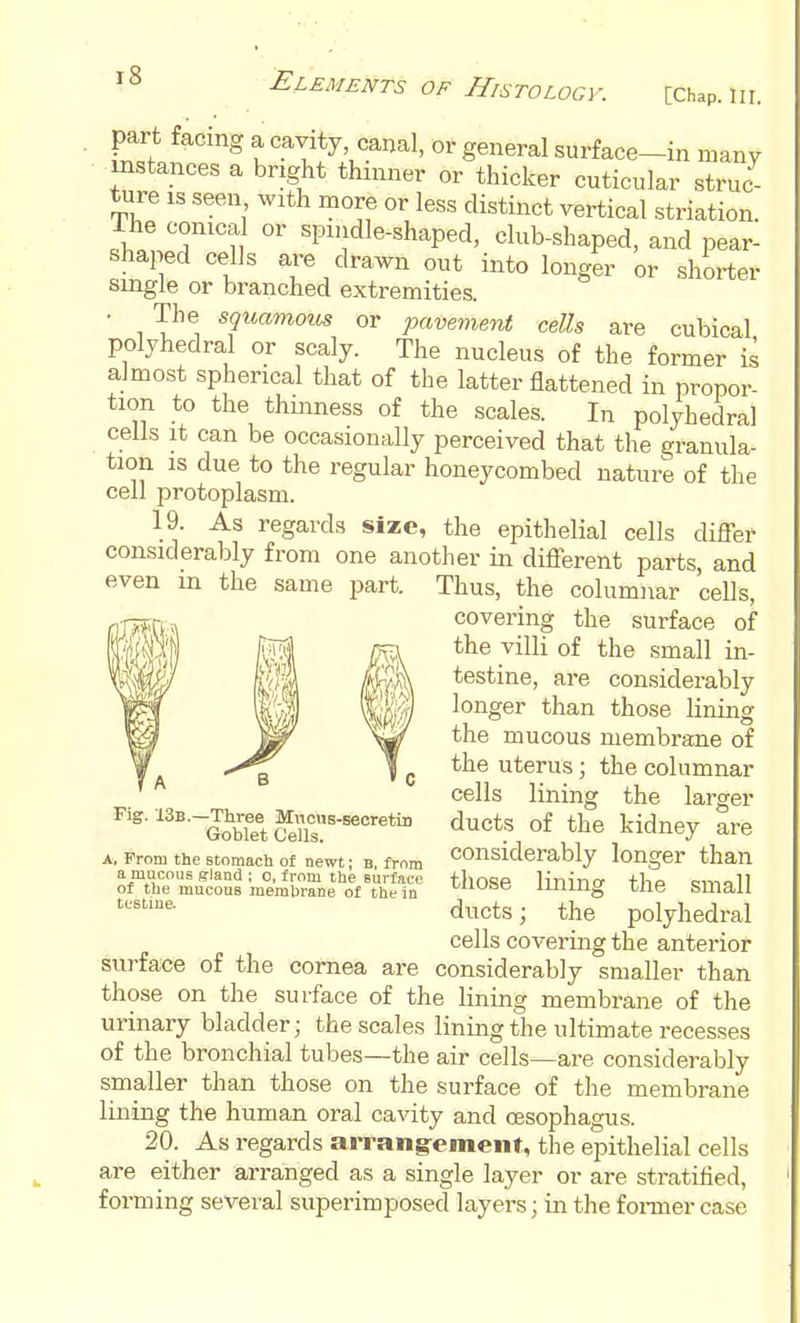 part facing a cavity canal, or general surface-in many instances a bright thinner or thicker cuticular struc- ture IS seen with more or less distinct vertical striation. ihe conical or spindle-shaped, club-shaped, and pear- shaped cells are drawn out into longer or shorter single or branched extremities. . The squamoiis or pavement cells are cubical polyhedral or scaly. The nucleus of the former is almost spherical that of the latter flattened in propor- tion to the thinness of the scales. In polyhedral cells It can be occasionally perceived that the granula- tion IS due to the regular honeycombed nature of the cell protoplasm. 19. As regards size, the epithelial cells differ considerably from one another in different parts, and even m the same part. Thus, the columnar ceUs, covering the surface of the villi of the small in- testine, are considerably longer than those lining the mucous membrane of the uterus; the columnar cells lining the larger ducts of the kidney are considerably longer than those lining the small ducts; the polyhedral cells covering the anterior surface of the cornea are considerably smaller than those on the surface of the lining membrane of the urinary bladder; the scales lining the ultimate recesses of the bronchial tubes—the air cells—are considerably smaller than those on the surface of the membrane lining the human oral cavity and oesophagus. 20. As regards arrangrement, tlie epithelial cells are either arranged as a single layer or are stratihed, forming several superimposed layers; in the fonner case Fig. 13b.—Three Miious-secretiD Goblet CeUs. A, From the stomach ot newt; b. from a mucous gland ; o, from the surface of the mucous membrane of the in tcstine.