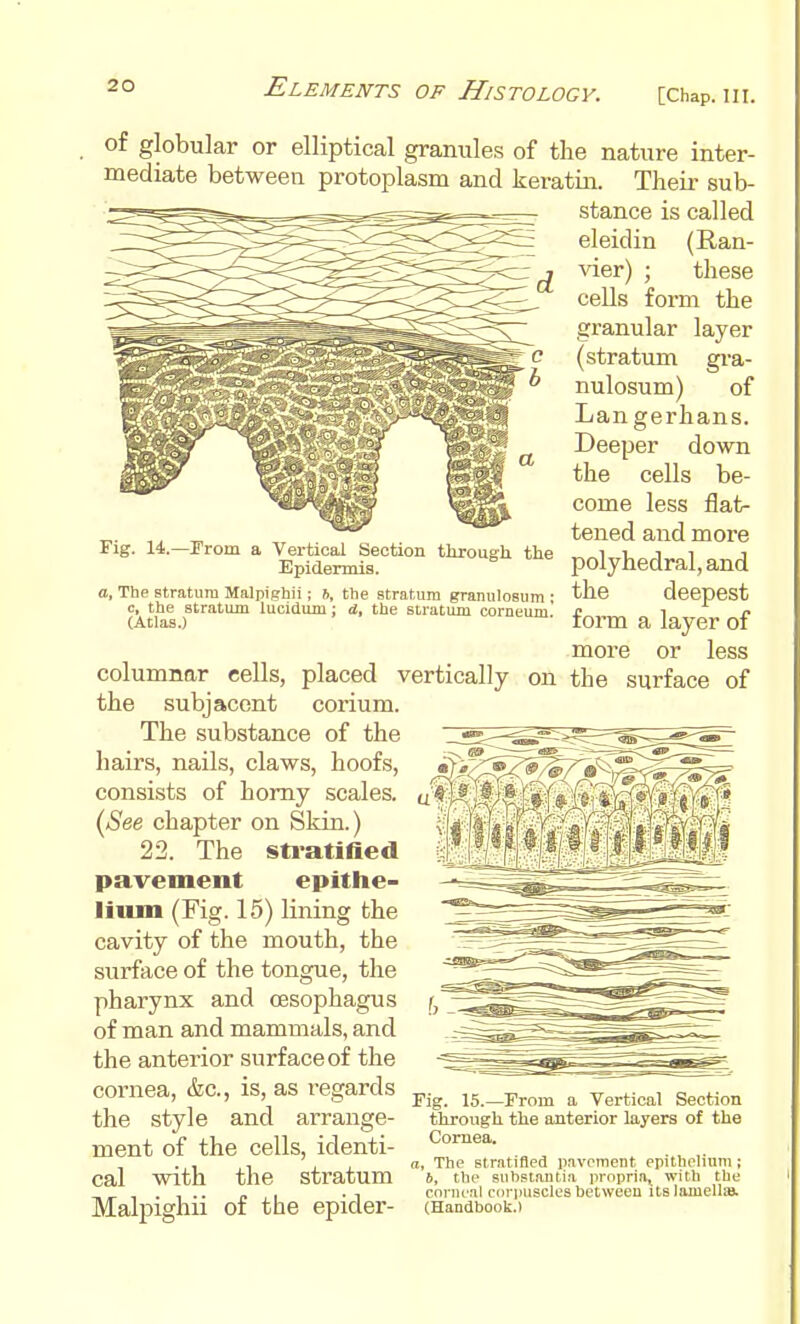 Fig. 14.—rrom a Vertical Section through the Epidermis. a. The stratum MalpiRhii; t, the stratum granulosum • c, the stratum lucidum; d, the stratum corneum' (Atlas.) of globular or elliptical granules of the nature inter- mediate between protoplasm and keratin. Their sub- stance is called eleidin (Ran- vier) ; these cells form the granular layer (stratum gra- nulosum) of Lan gerhans. Deeper down the cells be- come less flat- tened and more polyhedral, and the deepest form a layer of more or less columnar cells, placed vertically on the surface of the subjacent coz'ium. The substance of the hairs, nails, claws, hoofs, consists of homy scales. {See chapter on Skin.) 22. The sti'atified pavement epithe- lium (Fig. 15) lining the cavity of the mouth, the surface of the tongue, the pharynx and oesophagus of man and mammals, and the anterior surface of the cornea, &c., is, as regards the style and arrange- ment of the cells, identi- cal with the stratum Malpighii of the epider- Fig. 15.—Prom a Vertical Section through the anterior layers of the Cornea. a, The stratifled pavement epithelium ; b, the substantia prnpria^ with the corneal corpuscles between its lamellie. (Handbook.)