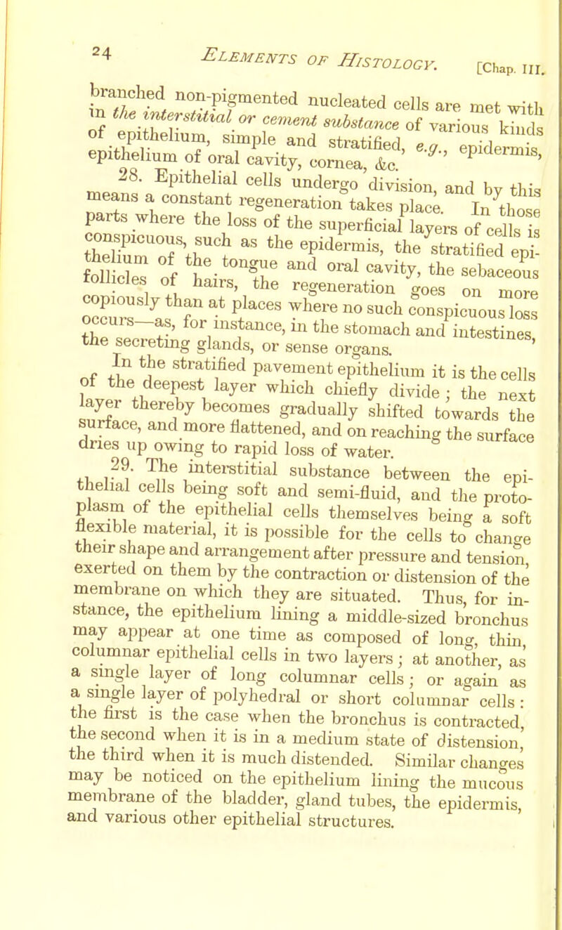 branched non-pigmented nucleated cells are met wi'tl, m tl^ ^Merst^t^al or ce.^ent substance of various kmdt of epithelmni, simple and stratified, e./ epTdermis epithelium of oral cavity, cornea, &c. j!8. Epithelial cells undergo division, and by this means a constant regeneration takes plac^ In thos^ parts where the loss of the superficiaUayers of celh i theZrrth?  t^---, the'stratmS ep^^ fomcl^ of oral cavity, the sebaceous follicles of hairs, the regeneration goes on more copiously than at places where no such conspicuousTo s occurs-as, for instance, in the stomach and intestines the secretmg glands, or sense organs. ^^^^^^^^es. In the stratified pavement epithelium it is the cells laver tl. TV^^' ^^''^ '^'^^^ ^^^^1^ ^ ^e^t 7rL }^ ^'°r'' g^^^^^ally shifted towards the surface, and more flattened, and on reaching the surface dries up owing to rapid loss of water. *i r^ T.^^,Interstitial substance between the epi- thelial cells bemg soft and semi-fluid, and the proto- plasm of the epithelial cells themselves being a soft flexible material, it is possible for the cells to change their shape and arrangement after pressure and tension exerted on them by the contraction or distension of the membrane on which they are situated. Thus for in- stance, the epithelium lining a middle-sized bronchus may appear at one time as composed of long, thin columnar epithelial cells in two layers; at another, as a single layer of long columnar cells; or again as a single layer of polyhedral or short columnar cells • the first IS the case when the bronchus is contracted the second when it is in a medium state of distension' the third when it is much distended. Similar chancres may be noticed on the epithelium lining the mucous membrane of the bladder, gland tubes, the epidermis, and various other epithelial structures.