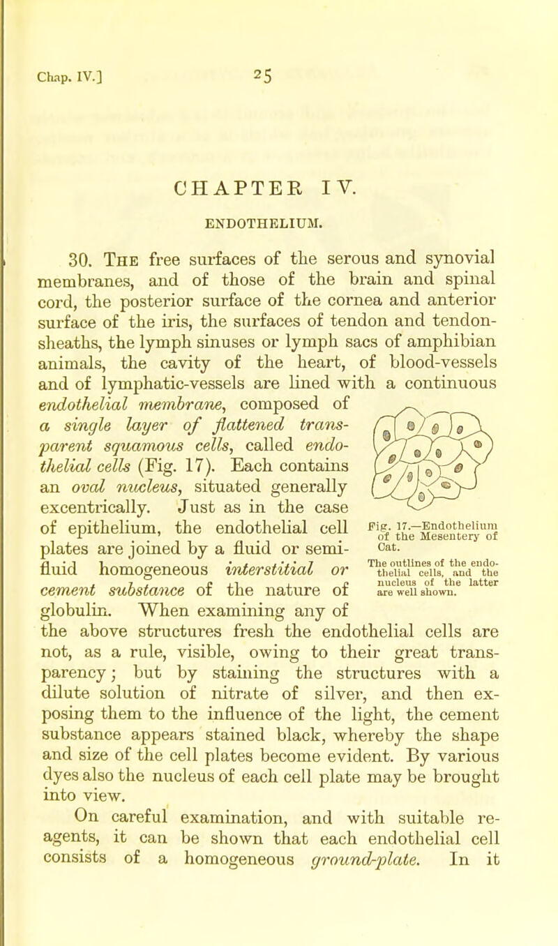 CHAPTER IV. ENDOTHELIUM. 30. The free surfaces of the serous and synovial membranes, and of those of the brain and spinal cord, the posterior surface of the cornea and anterior surface of the iris, the surfaces of tendon and tendon- sheaths, the lymph sinuses or lymph sacs of amphibian animals, the cavity of the heart, of blood-vessels and of lymphatic-vessels are lined with a continuous endothelial membrane, composed of a single layer of flattened trans- parent sgioamoiis cells, called endo- thelial cells (Fig. 17). Each contains an oval micleus, situated generally excentrically. Just as in the case of epithelium, the endothelial cell ^'o^f J^e^l^^en^'lryTf plates are joiued by a fluid or semi- cat. fluid homogeneous interstitial or ^^t?,ei?'°erfrs! *LVthe , 7 . J xl J. SI nucleus of the latter cement substance or the nature 01 are weii shown, globulin. When examining any of the above structures fresh the endothelial cells are not, as a rule, visible, owing to their great trans- parency ; but by staining the structures with a dilute solution of nitrate of silver, and then ex- posing them to the influence of the light, the cement substance appears stained black, whereby the shape and size of the cell plates become evident. By various dyes also the nucleus of each cell plate may be brought into view. On careful examination, and with suitable re- agents, it can be shown that each endothelial cell consists of a homogeneous ground-plate. In it