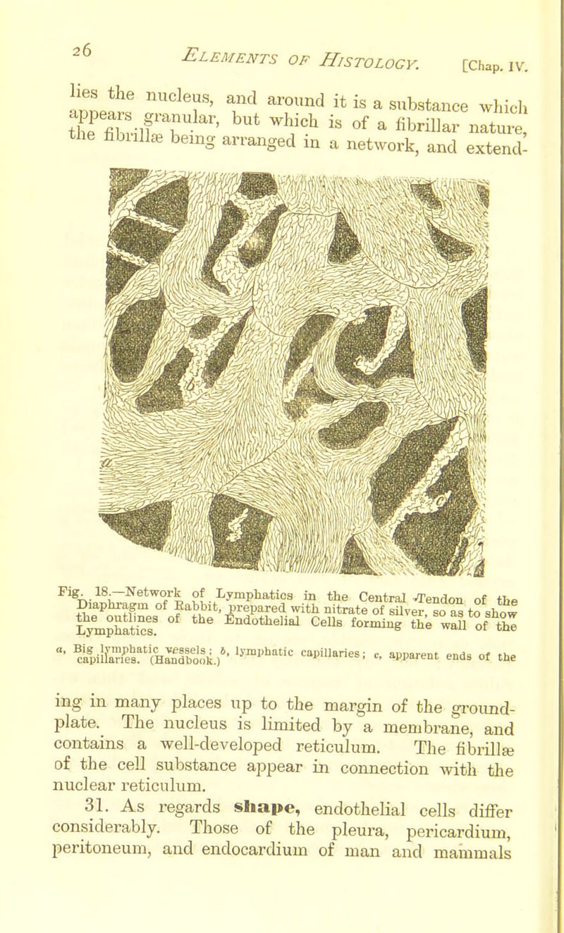 lies the nucleus, and around it is a substance wliicli the fibiiUas being arranged in a network, and extend^ Fig-. 18.—Network of Lympliatioa in the Central VTendon of thf Diaphragm of Babbit, prepared with nitrate of silver so as to show Lj^pSaticI! ^''^ EndotheliaJ Cells forming tTe wall of the ?a|il{a'?.^esf'iHanTbo,1i)'' capillaries; c, apparent ends of the ing in many places up to the margin of the groimd- plate. The nucleus is limited by a membrane, and contains a well-developed reticulum. The fibrillaj of the cell substance appear in connection with tlie nuclear reticulum. 31. As regards shape, endothelial cells differ considerably. Those of the pleura, pericardium, peritoneum, and endocardium of man and mammals