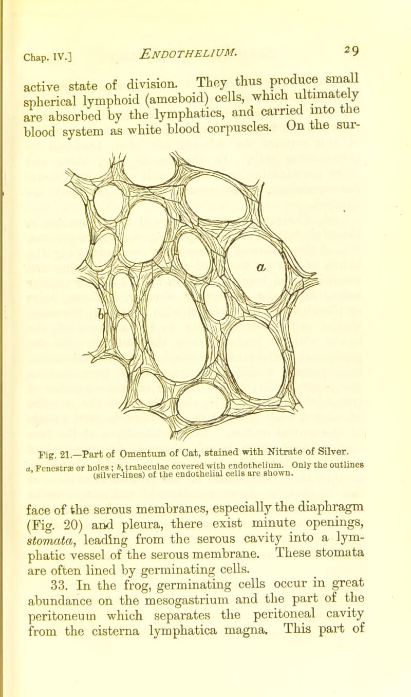 active state of division. They thus pi-ocluce smaU spherical lymphoid (amoeboid) cells, which ultunately are absorbed by the lymphatics, and carried into the blood system as white blood corpuscles. On the sur- Fig. 21—Part of Omentum of Cat, stained with Nitrate of Silver. Fenestra or hoIeB; 6, trabeculae covered with endothelium. Only the outlines ' Ceilver-lineB) of the endothelial cells are shown. face of the serous membranes, especially the diaphragm (Fig. 20) and pleura, there exist minute openings, stomata, leading from the serous cavity into a lym- phatic vessel of the serous membrane. These stomata are often lined by germinating cells. 33. In the frog, germinating cells occur in great abundance on the mesogastriuin and the part of the peritoneum which separates the peritoneal cavity from the cisterna lymphatica magna. This part of
