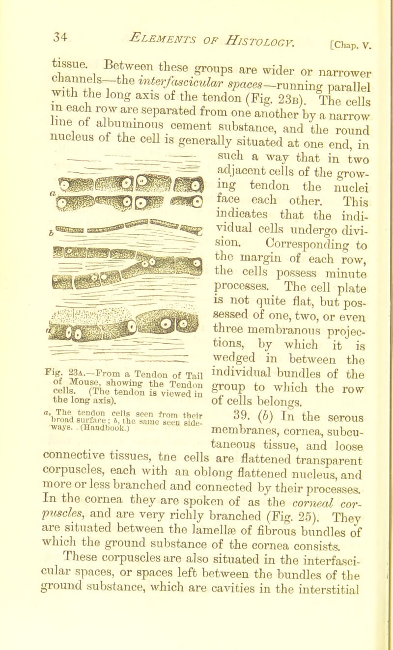 [Chap. V. ^W^ 1 ^fi'^''''' ^°P ^ider or narrower channels-the ^nteTjasc^c^dar spaces-runnmg parallel with the long axis of the tendon (Fig. 23b) The cells in each row are separated from one another by a narrow line of albuminous cement substance, and the round nucleus of the cell is generally situated at one end, in such a way that in two adjacent cells of the grow- ing tendon the nuclei face each other. This indicates that the indi- vidual cells undergo divi- sion. Corresponding to the margin of each row, the cells possess minute processes. The cell plate is not quite flat, but pos- sessed of one, two, or even three membranous projec- tions, by which it is wedged in between the individual bundles of the group to which the row of cells belongs. 39. (5) In the serous membranes, cornea, subcu- taneous tissue, and loose connective tissues, tne cells are flattened transparent corpuscles, each with an oblong flattened nucleus, and more or less branched and connected by their processes. In the cornea they are spoken of as the corneal cor- ptcscles, and are very richly branched (Fig. 25). They are situated between the Jamellaj of fibrous bundles of whicli the ground substance of the cornea consists. These corpuscles are also situated in the interfasci- cular spaces, or spaces left between the bundles of the ground substance, which are cavities in tlie interstitial Fig. 23a.—Prom a Tendon of Tail of Mouse, showing the Tend.m cells. (Tlie tendon is viewed in the long axis). o. The tendon cells seen from their broad surfare; 6, the same seen side- ways. (Handhouk.)