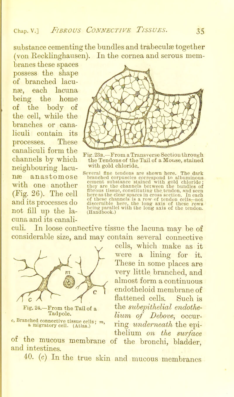 substance cementins; the bundles and trabeculse together In the cornea and serous mem- (von Recklinghausen) branes these spaces possess the shape of branched lacu- nae, each lacuna being the home of the body of the cell, while the branches or cana- liculi contain its processes. These canaliculi form the channels by which neighbouring lacu- nae anastomose with one another (Fig. 26). The cell and its processes do not fill up the la- cuna and its canali- culi. In loose connective tissue the lacuna may be of considerable size, and may contain several connective cells, which make as it were a lining for it. These in some places are very little branched, and almost form a continuous endotheloid membrane of flattened cells. Such is the subepithelial endothe- lium of Dehove, occur- ring undei-neath the epi- thelium on the surface of the bronchi, bladder. Fi^. 23b.—rrom a Transverse Sectiou through the Tendons of the Tail of a Mouse, stained with gold chloride. Several flne tendons are shoTvn here. The dark branched corpuscles correspond to albuminous cement substance stJiined with gold chloride: tbcy are the channels between the bundles of fibrous tissue, constituting the.tendon, and seen here as the clear spaces in cross section. In each of these channels is a row of tendon cells—not discernible here, the long axis of these rows being parallel with the long axis of the tendon. (Handbook.) Fig. 24.—From the Tail of a Tadpole. , Branched connective tissue cells • m a migratory cell. (Atlas.) of the mucous membrane and intestines. 40. (c) In the true skin and mucous membranes