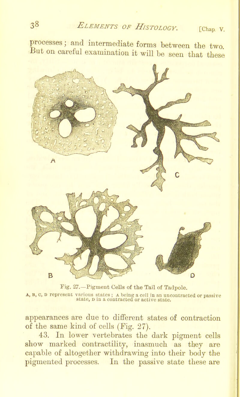 processes; and intermediate forms between the two iiut on careful examination it will be seen that these Fig. 2/.—Pigment Cells of the Tail of Tadpole. A, B, 0, D represent vnnous states ; a heing a cell in an uncontracted or passive state, D in a contracted or active state. appearances are due to different states of contraction of the same kind of cells (Fig. 27). 43. In lower vertebrates the dark pigment cells show marked contractility, inasmuch as they are capable of altogether withdrawing into their body the pigmented processes. In the passive state these are