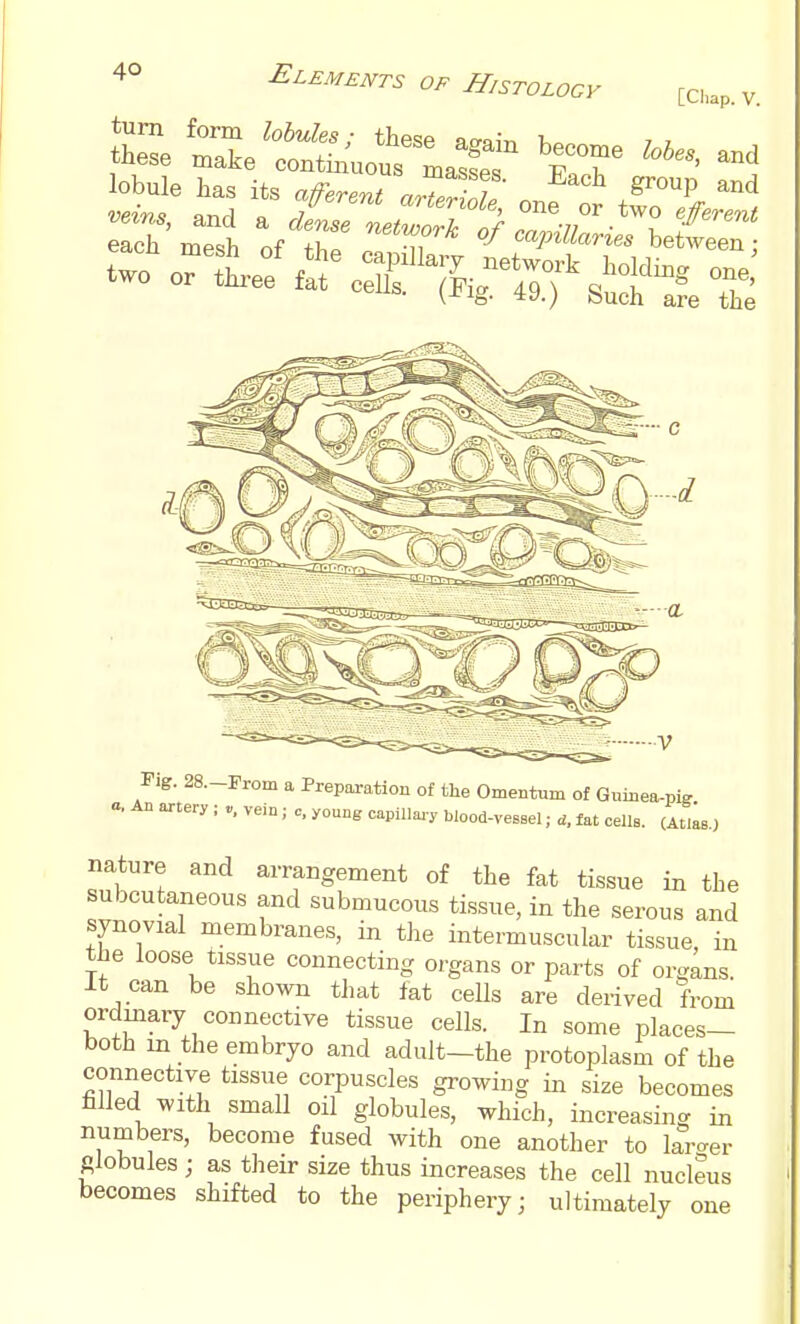 So? mT/h of tIT TT* -^ b-  Pig. 28.-rrom a Prepai-atiou of the Omentum of Gumea-piff a. An artery ; vein; c, yonng capillaa-y blood-vesBel; fat cells. (Atlas., nature and arrangement of the fat tissue in the subcutaneous and submucous tissue, in the serous and synovial membranes, in the intermuscular tissue, in the loose tissue connecting organs or parts of organs. It can be shown that fat cells are derived from ordinary connective tissue cells. In some places- both in the embryo and adult-the protoplasm of the connective tissue corpuscles growing in size becomes filled with small oil globules, which, increasing in numbers, become fused with one another to larger Slobules ; as their size thus increases the cell nucleus becomes shifted to the periphery; ultimately one