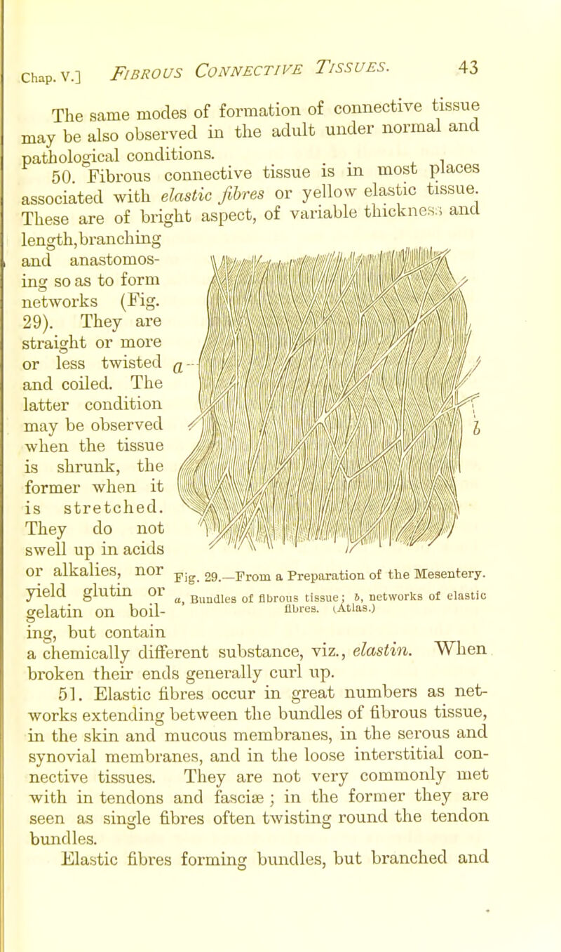 The same modes of formation of connective tissue may be also observed in the adidt under normal and pathological conditions. 50 Fibrous connective tissue is in most places associated with elastic fibres or yellow elastic tissue These are of bright aspect, of variable thicknes;; and length,branching and anastomos- ins: so as to form networks (Fig. 29). They are straight or more or less twisted and coiled. The latter condition may be observed when the tissue is shrunk, the former when it is stretched. They do not swell up in acids or alkalies, nor yield glutin or gelatin on boil- rig. 29.—From a Preparation of the Mesentery. a, Bundles of fibrous tissue; b, networks ot elastic fibres. (.Atlas.) ^.Q) but contain a chemically different substance, viz., elastin. When, broken their ends generally curl up. 51. Elastic fibres occur in great numbers as net- works extending between the bundles of fibrous tissue, in the skin and mucous membranes, in the serous and synovial membranes, and in the loose interstitial con- nective tissues. They are not very commonly met with in tendons and fasciaj; in the former they are seen as single fibres often twisting round the tendon bundles. Elastic fibres forming bundles, but branched and