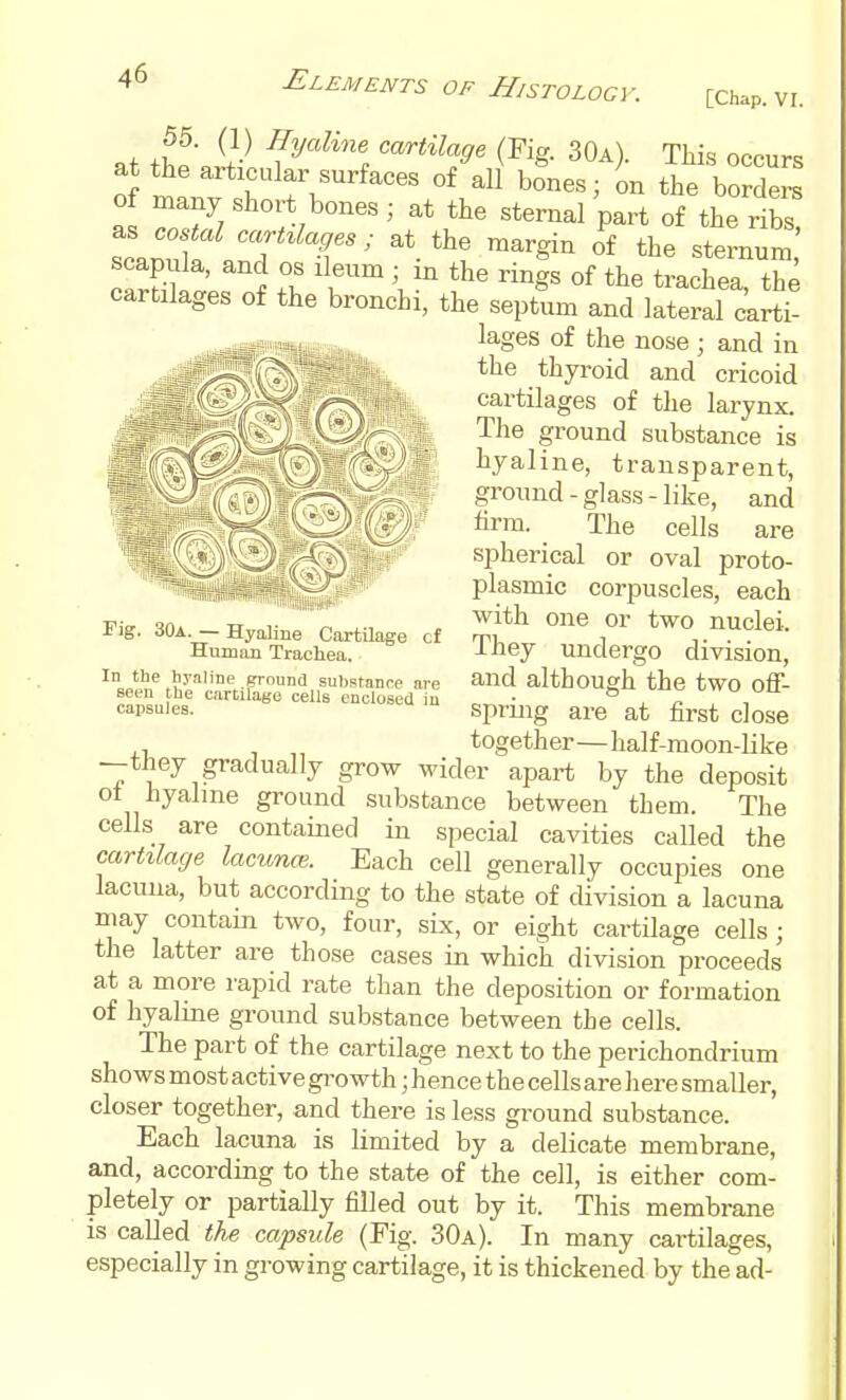 Elements of Histology. [Chap. VI. at thf; f ^ . ^^'^rUlage Fig. 30a). This occurs at the articular surfaces of all bones; on the borders of many short bones ; at the sternal part of the rib^ scapula, and os ileum ; in the rings of the trachea, th^ cartilages of the bronchi, the septum and lateral carti- lages of the nose ; and in the thyroid and cricoid cartilages of the larynx. The ground substance is hyaline, transparent, ground - glass - like, and tirm. The cells are spherical or oval proto- plasmic corpuscles, each with one or two nuclei. They undergo division, and although the two off- spring are at first dose , together—half-moon-like —they gradually grow wider apart by the deposit ot hyalme ground substance between them. The cells are contained in special cavities called the cartilage lacuna. Each cell generally occupies one lacuna, but according to the state of division a lacuna may contain two, four, six, or eight cartilage cells; the latter are those cases in which division proceeds at a more rapid rate than the deposition or formation of hyalme ground substance between the cells. The part of the cartilage next to the perichondrium shows most active gi-owth; hence the cells are here smaller, closer together, and there is less ground substance. Each lacuna is limited by a delicate membrane, and, according to the state of the cell, is either com- pletely or partially filled out by it. This membrane is called the capsule (Fig. 30a). In many cartilages, especially in growing cartilage, it is thickened by the ad- Fig. 30a.— Hyaline Cartilage cf Humim Trachea. In the hyaline pround substance are capsules^ '^'''''*e cells enclosed iu