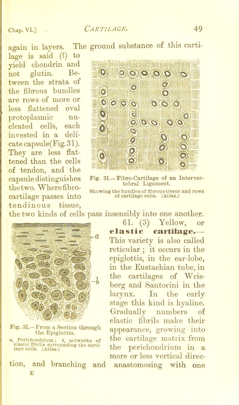 The ground substance of this carti- to II r4 1 nu- each deli- 0' o o c o I-'. Q Fig. 31. again in layers, lage is said C?) yield chondrin and not glutin. Be- tween the strata of the fibrous bundles are rows of more or less flattened oval ])rotoplasmic cleated cells, invested in a cate capsule(Fig. 31). They are less flat- tened than the cells of tendon, and the capsule distinguishes thetwo. Wherefibro- cartilage passes into tendinous tissue, the two kinds of cells pass insensibly into one another. 61. (3) Yellow, or elastic cartilage.— This variety is also called reticular ; it occurs in the epiglottis, in the ear-lobe, in the Eustachian tube, in the cartilages of Wris- berg and Santorini in the larynx. In the early stage this kind is hyaline. Gradually numbers of elastic fibrils make their appearance, growing into the cai-tilage matrix from the perichondrium in a more or less vertical direc- -Fibro-Cartilage of an Interver- tebral Ligament. Showing the bundles of fibrous tissue and rows of cartilage cells. (Atlas.) Fig. 32.—From a Section tiirougli the Epiglottis. a, Perichondriiirn; h, networks of elastic nbrils surrounding the carti- lage cells. (Atlas.) tion, and branching and anastomosing with one