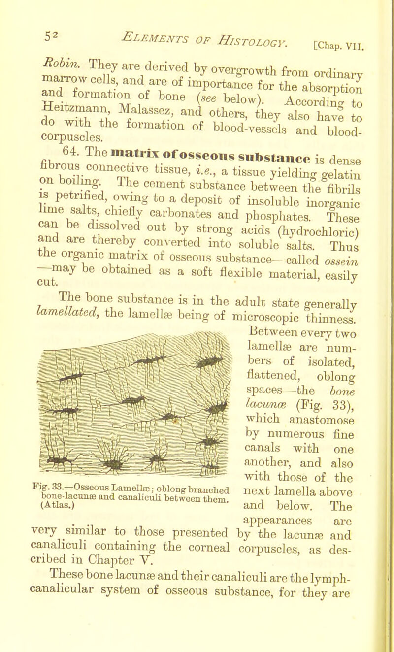 maSowS ^nV'/- ^^^'^^-^^^ from ordinary marrow cells and are of importance for the absorntion and formation of bone below). AccoS to W;' ^'^ ^1-o corpusdes blood-vessels and blood- 64. The matrix of osseous substance is dense fibrous connective tissue, i.e., a tissue yieldin<. celatin on boiling^ The cement substance betvveen the fibres IS petrified owing to a deposit of insoluble inorganic lime salts, chiefly carbonates and phosphates. These can be dissolved out by strong acids (hydrochloric) and are thereby conNerted into soluble salts. Thus the organic matrix of osseous substance—called ossein —may be obtained as a soft flexible material, easily The bone substance is in the adult state generally lamellated, the lamellae being of microscopic thinness Between every two lamellae are num- bers of isolated, flattened, oblong spaces—the hone lacunm (Pig. 33), which anastomose by numerous fine canals with one another, and also with those of the next lamella above and below. The appearances are very sunilar to those presented by the lacuna; and canaliculi containing the corneal corpuscles, as des- cribed in Chaj^ter V. These bone lacunae and their canaliculi are the lympli- canalicular system of osseous substance, for they are Fig. 33.—Osseous Lamellaj; oblong branched bone lacuiiffi and canaliculi between them (Atlas.)