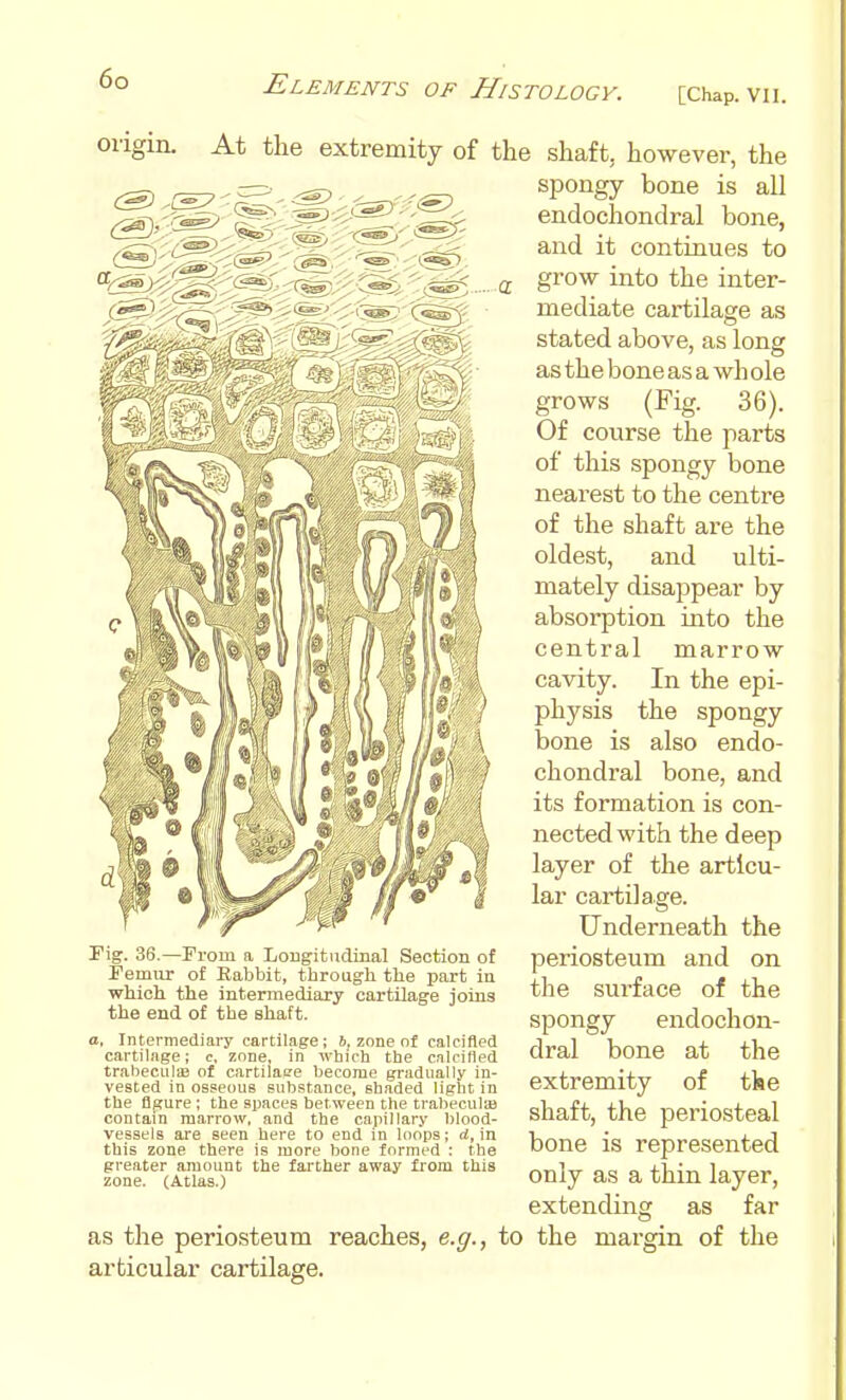 origin. At the extremity of the shaft, however, the spongy bone is all endochondral bone, and it continues to grow into the inter- mediate cartilage as stated above, as lone as the bone as a wh ole grows (Fig. 36). Of course the parts of this spongy bone nearest to the centre of the shaft are the oldest, and ulti- mately disappear by absorption into the central marrow cavity. In the epi- physis the spongy bone is also endo- chondral bone, and its formation is con- nected with the deep layer of the articu- lar cartilage. Underneath the periosteum and on the surface of the spongy endochon- dral bone at the extremity of tke shaft, the periosteal bone is represented only as a thin layer, extending as far as the periosteum reaches, e.g., to the margin of the articular cartilage. rig. 36.—From a Longitudinal Section of Femur of Rabbit, through the part in which the intermediary cartilage joins the end of the shaft. o, Intermediary cartilage ; 6, zone of calcified cartilage; c. zone, in which the calcified trabeciila3 of cartilape become gradually in- vested in osseous substance, shaded light in the figure ; the spaces between the trabeculas contain marrow, and the capillary blood- vessels are seen here to end in loo'ps; d, in this zone there is more bone formed : the greater amount the farther away from this zone. (Atlas.)
