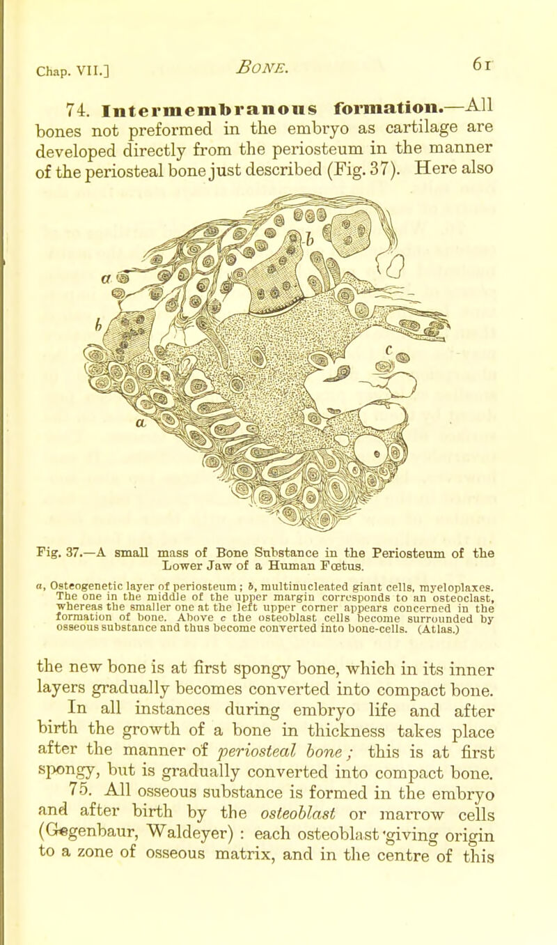 74. Intermemtoranotis fonnatioii.—All bones not preformed in the embryo as cartilage are developed directly from the periosteum in the manner of the periosteal bone just described (Pig. 37). Here also Fig. 37.—A small mass of Bone Substance in the Periosteum of the Lower Jaw of a Human Tcetus. n, Osteogenetic layer of periosteum ; h, multinucleated ^ant cells, myeloplaxes. The one in the middle ol the upper margin corresponds to an osteoclast, whereas the smaller one at the left upper comer appears concerned in the formation of bone. Ahove c the osteoblast cells become surrounded by osseous substance and thus become converted into bone-cells. (Atlas.) the new bone is at first spongy bone, which in its inner layers gradually becomes converted into compact bone. In all instances during embryo life and after birth the growth of a bone in thickness takes place after the manner of 'periosteal hone; this is at first spongy, but is gradually converted into compact bone. 75. All ttsseous substance is formed in the embryo and after birth by the osteoblast or marrow cells (G«genbaur, Waldeyer) : each osteoblast'giving origin to a zone of osseous matrix, and in the centre of this