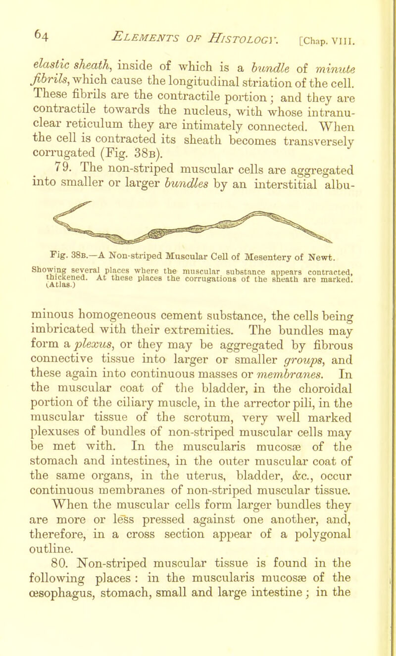 elastic sheath, inside of which is a bundle of minute fibrils, which cause the longitudinal striation of the cell. These fibrils are the contractile portion; and they are contractile towards the nucleus, with whose intranu- clear reticulum they are intimately connected. When the cell is contracted its sheath becomes transversely corrugated (Fig. 38b). 79. The non-striped muscular cells are aggregated into smaller or larger bundles by an interstitial albu- Fig. 38b.—A Non-striped Muscular Cell of Mesentery of Newt. Showing several places where the muscular suhstance appears contracted, thickened. At these places the corrugations o{ the sheath are marked. i.Atlas.) minous homogeneous cement substance, the cells being imbricated with their extremities. The bundles may form a plexus, or they may be aggregated by fibrous connective tissue into larger or smaller groups, and these again into continuous masses or membranes. In the muscular coat of the bladder, in the choroidal portion of the ciliary muscle, in the arrector pili, in the muscular tissue of the scrotum, very well marked plexuses of bundles of non-striped muscular cells may be met with. In the muscularis mucosae of the stomach and intestines, in the outer muscular coat of the same organs, in the titerus, bladder, &c., occur continuous membranes of non-striped muscular tissue. When the muscular cells form larger bundles they are more or less pressed against one another, and, therefore, in a cross section appear of a polygonal outline. 80. Non-striped muscular tissue is found in the following places : in the muscularis mucosae of the oesophagus, stomach, small and large intestine ; in the