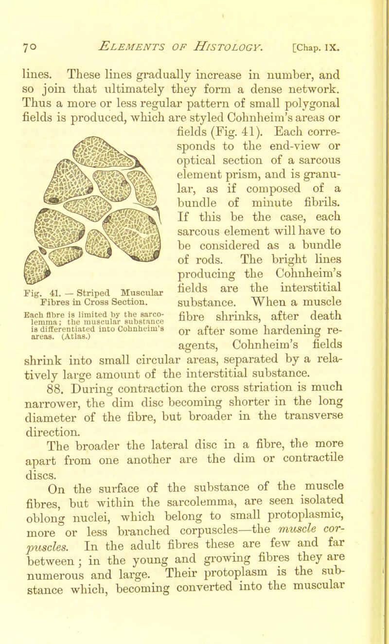 lines. These lines gradually increase in number, and so join that ultimately they form a dense network. Thus a more or less regular pattern of small polygonal fields is produced, which are styled Cohnheim's areas or fields (Fig. 41). Each corre- sponds to the end-view or optical section of a sarcous element prism, and is granu- lar, as if composed of a bundle of minute fibrils. If tliis be the case, each sarcous element will have to be considered as a bundle of rods. The bright lines producing the Cohnlieim's fields are the interstitial substance. When a muscle fibi'e shrinks, after death or after some hardening re- agents, Cohnheim's fields shrmk into small circular areas, separated by a rela- tively large amount of the interstitial substance. 88. During contraction the cross striation is much narrower, the dim disc becoming shorter in the long diameter of the fibre, but broader in the transverse direction. The broader the lateral disc in a fibre, the more apart from one another are the dim or contractile discs. On the surface of the substance of the muscle fibres, but within the sarcolemma, are seen isolated oblong nuclei, which belong to small protoplasmic, more or less branched corpuscles—the muscle cor- puscles. In the adult fibres these are few and far between ; in the young and growing fibres they are numerous and large. Their protoplasm is the sub- stance which, becoming converted into the muscular Fig. 41. — Striped Muscular Fibres in Cross Section. Bach fibre is limited by the sarco- lemma; the muscular substance is ditterentiated into Cohnheim's areas. (Atlas.)