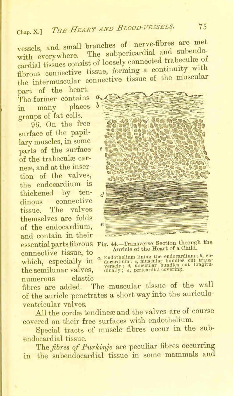 vessels and smaU branches of nerve-fibres are met S everywhere. The subpericardial and subendo^ IrL Sues consist of loosely connected trab-u W fibrous connective tissue formrng - ^^^^^^^^^^^ the intermuscular connective tissue of the muscular part of the heart. - - ' ■ - a»>(S§ 6 The former contains in many places groups of fat cells. 96. On the free surface of the papil- lary muscles, in some parts of the surface of the trabeculse car- nese, and at the inser- tion of the valves, the endocardium is thickened by ten- dinous connective tissue. The valves themselves are folds of the endocardium, and contain in their essential parts fibrous Fig. 44.-Transverse Section througli the , Auricle of the Heart of a Child. connective tissue, to which, especially in a, Endothelium lining the endocardmni; 6, en- docardiiun; c, muscular bundles cut trans- - * : versely; d, muscular hundles cut longitu- the semilunar valves, dinally; c pericardial covering. numerous elastic fibres are added. The muscular tissue of the wall of the auricle penetrates a short way into the auriculo- ventricular valves. All the cordfe tendinete and the valves are of course covered on their free surfaces with endothelium. Special tracts of muscle fibres occur in the sub- endocardial tissue. The fibres of Purhinje are peculiar fibres occurring in the subendocardial tissue in some mammals and