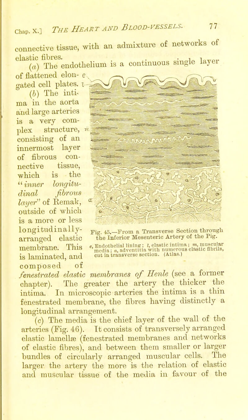 connective tissue, with an admixture of networks of ela^Uc ig a continuous single layer of flattened elon- e gated cell plates, i (b) The inti^ ma in the aorta and large arteries is a very com- plex structure, consisting of an innermost layer of fibrous con- nective tissue, ■which is the inner longitu- dinal fibrous layer of Remak, outside of which is a more or less longitudinally- arranged elastic membrane. This is laminated, and Fig. 45.—rrom a Transverse Section ttrougli the Inferior Mesenteric Artery of the Pig. e. Endothelial lining; 1, elastic intiraa; m, muBcnJar media; a, advcntitia with numerous elastic noruB, cut in trauBVerse section. (Atlas.) composed of fenestrated elastic membranes of Henle (see a former chapter). The greater the artery the thicker the intima. In microscopic arteries the intima is a thin fenestrated membrane, the fibres having distinctly a longitudinal arrangement. (c) The media is the chief layer of the wall of the arteries (Fig. 46). Tt consists of transversely arranged elastic lamellae (fenestrated membranes and networks of elastic fibres), and between them smaller or larger bundles of circularly arranged muscular cells. The larger the artery the more is tJie relation of elastic and muscular tissue of the media in favour of the