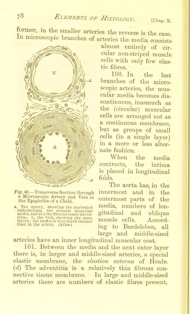[Chap. X. former, in the smaller arteries the reverse is the case in microscopic branches of arteries the media consists almost entirely of cir- cular non-striped muscle cells with only few elas- tic fibres. 100. In the last branches of the micro- scopic arteries, the mus- cular media becomes dis- continuous, inasmuch as the (circular) muscular cells are arranged not as a continuous membrane, but as groups of small cells (in a single layer) in a more or less alter- nate fashion. When the media contracts, the intima is placed in longitudinal folds. The aorta has, in the Fig. 46.—Transverse Section tiu-ough innermost and in the X^^^i^tt:^,.^^^''^''' outermost parts of the media, numbers of lon- gitudinal and oblique muscle cells. Accord- ing to Bardeleben, all A, Tbe artery, showing tlie nucleated enddtheliuiu, the circular iinisrular media, and at n the fibrous-tissue ad ven- titla; V, the vi'in, showing the same layers ; the media is very much thinner than in the artery. (Atlas.) large and — middle-sized arteries have an inner longitudinal muscular coat. 101. Between the media and the next outer layer there is, in larger and middle-sized arteries, a special elastic membrane, the elastica externa of Henle. {d) The adventitia is a relatively thin fibrous con- nective tissue membrane. In large and middle-sized arteries there are numbers of elastic fibres present,