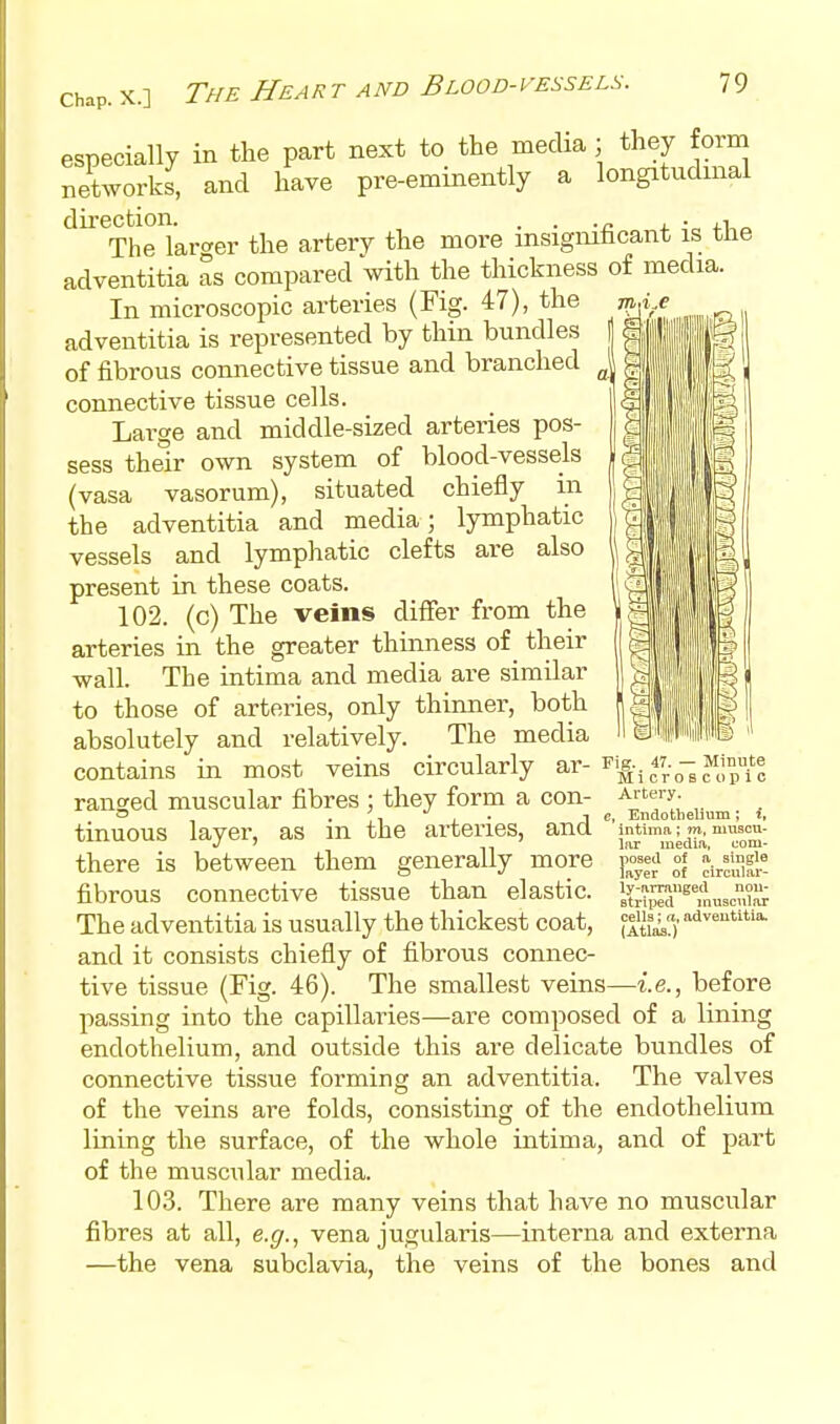 especially in the part next to the media; they form networks, and have pre-eminently a longitudinal direction. . . j. • +i The larger the artery the more msignihcant is tJie adventitia as compared with the thickness of media. In microscopic arteries (Fig. 47), the m,i,e adventitia is represented by thin bundles of fibrous connective tissue and branched connective tissue cells. Large and middle-sized arteries pos- sess their own system of blood-vessels (vasa vasorum), situated chiefly in the adventitia and media; lymphatic vessels and lymphatic clefts are also present in these coats. 102. (c) The veins diflfer from the arteries in the greater thinness o£^ their wall. The intima and media are similar to those of arteries, only thinner, both absolutely and relatively. The media contains in most veins circularly ar- ranged muscular fibres ; they form a con- tinuous layer, as in the arteries, and there is between them generally more fibrous connective tissue than elastic. The adventitia is usually the thickest coat, and it consists chiefly of fibrous connec- tive tissue (Fig. 46). The smallest veins—i.e., before passing into the capillaries—are composed of a lining endothelium, and outside this are delicate bundles of connective tissue forming an adventitia. The valves of the veins are folds, consisting of the endothelium lining the surface, of the whole intima, and of part of the muscular media. 103. There are many veins that have no muscular fibres at all, e.g., vena jugularis—interna and externa —the vena subclavia, the veins of the bones and Microscopic Artery. e. Endothelium ; i, intima; m, muscu- lar media, eom- posed of a single layer of circular- ly-arranged nou- striped muscular cells; a. adventitia. (Atlas.)