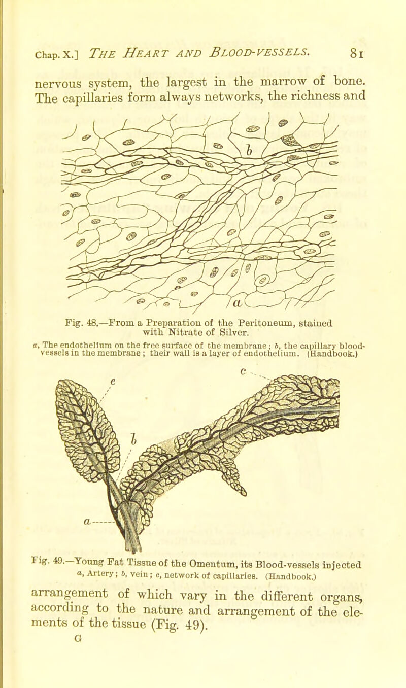 nervous system, the largest in the marrow of bone. The capillaries form always networks, the richness and Fig. 4S.—From a Preparation of tlie Peritoneum, stained with Nitrate of Silver. 0, The endothelium on the free surface of the memhrane; S, the capillary blood- veasela in the membrane i their wall is a layer of endotheliimi. (Handbook.) Fig. 49.-Toung Fat Tissue of the Omentum, its Blood-vessels injected a. Artery; 6, vein; c, network of capillaries. (Handbook.) arrangement of which vary in the different organs, according to the nature and arrangement of the ele- ments of the tissue (Fig. 49). G