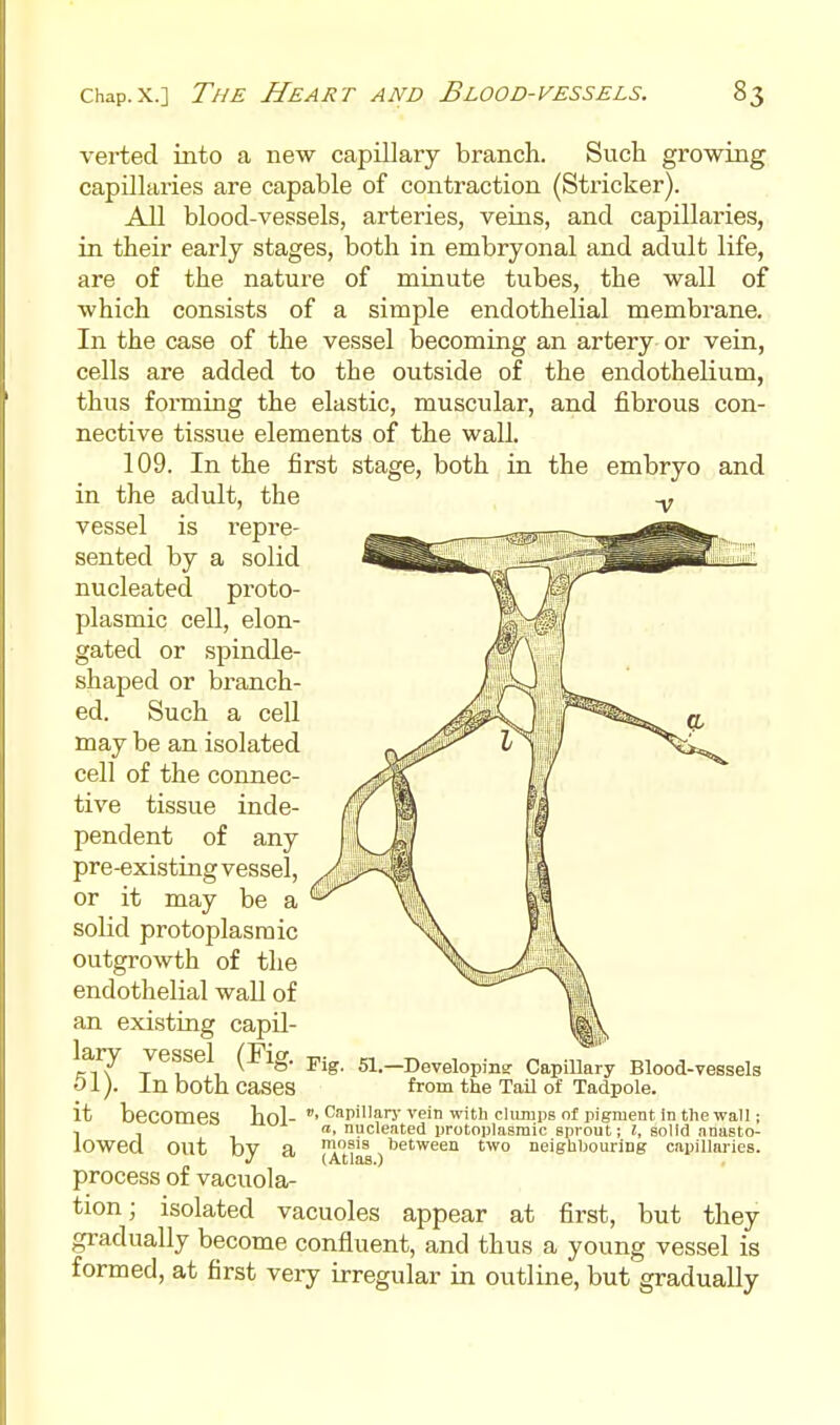 verted into a new capillary branch. Such growing capillaries are capable of contraction (Strieker). All blood-vessels, arteries, veins, and capillaries, in their early stages, both in embryonal and adult life, are of the nature of minute tubes, the wall of which consists of a simple endothelial membrane. In the case of the vessel becoming an artery or vein, cells are added to the outside of the endothelium, thus forming the elastic, muscular, and fibrous con- nective tissue elements of the wall. 109. In the first stage, both in the embryo and in the adult, the vessel is repre- sented by a solid nucleated proto- plasmic cell, elon- gated or spindle- shaped or branch- ed. Such a cell may be an isolated cell of the connec- tive tissue inde- pendent of any pre-existing vessel, or it may be a solid protoplasmic outgrowth of the endothelial wall of an existing capil- lary vessel (Fig. 51). In both cases it becomes bol- ■'^''''^'^^'''^''''''''''^fP'smentlntliewall; , , «. nucleated protoplasmic sprout; I, solid anasto- lOWecl out by a (Atlas)neiglibouring capillaries. process of vacuola- tion; isolated vacuoles appear at first, but they gradually become confluent, and thus a young vessel is formed, at first very irregular in outline, but gradually rig. 51.—Developin? Capillary Blood-vessels from the Tail of Tadpole.