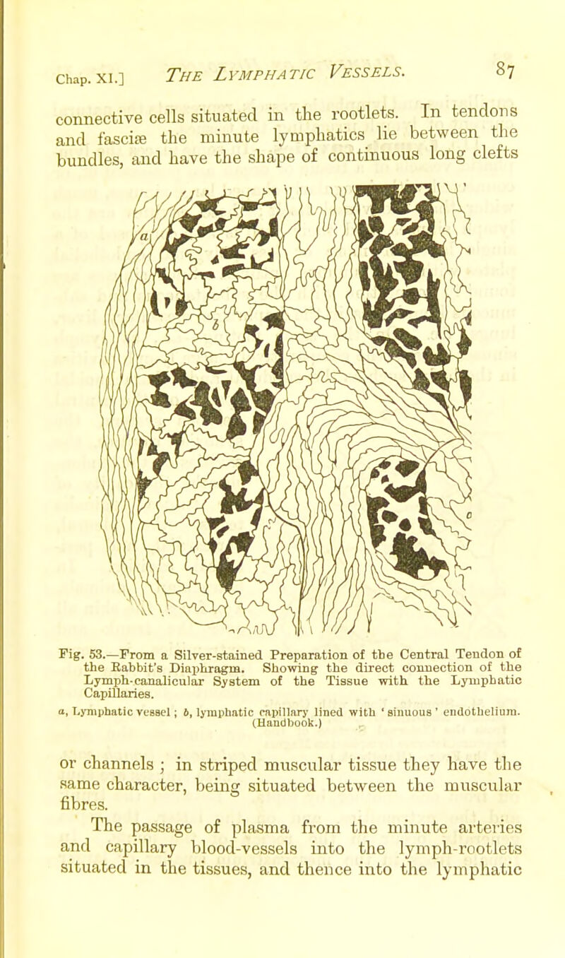 connective cells situated in the rootlets. In tendons and fascia the minute lymphatics lie between the bundles, and have the shape of continuous long clefts Fig. 53.—From a Silver-stained Preparation of the Central Tendon of the Rabbit's Diax^hragna. Showing the direct connection of the Lymph-canaliculax Siisteni of the Tissue with the Lymphatic Capillaries. a, Lymphatic vessel; 6, lymphatic capillar}' lined with ' sinuous ' endothelium. (Handbook.) or channels ; in striped muscular tissue they have the same character, being situated between the muscular fibres. The passage of plasma from the minute arteries and capillary blood-vessels into the lymph-rootlets situated in the tissues, and thence into the lymphatic