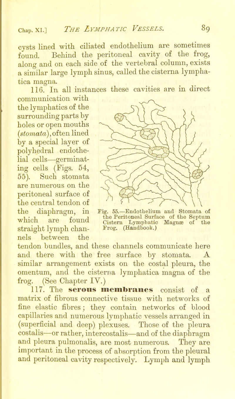 cysts lined with ciliated endothelium are sometimes found. Behind the peritoneal cavity of the frog, along and on each side of the vertebral column, exists a similar large lymph sinus, called the cisterna lympha- tica magna. 116. In all instances these cavities are in direct communication with the lymphatics of the surrounding parts by holes or open mouths {stomata), often lined by a special layer of polyhedral endothe- lial cells—germinat- ing cells (Figs. 54, 55). Such stomata are numerous on the peritoneal surface of the central tendon of the diaphragm, in which are found straight lymph chan- nels between the tendon bundles, and these channels communicate here and there with the free surface by stomata. A similar arrangement exists on the costal pleura, the omentum, and the cisterna lymphatica magna of the frog. (See Chapter IV.) 117. The serous membranes consist of a matrix of fibrous connective tissue with networks of fine elastic fibres; they contain networks of blood capillaries and numerous lymphatic vessels arranged in (superficial and deep) plexuses. Those of the pleura costalis—or rather, intercostalis—and of the diaphragm and pleura pulmonalis, are most numerous. They are important in the process of absorption from the pleural and peritoneal cavity respectively. Lymph and lymph Fig. 55.—Endotbelium and Stomata of the Peritoneal Surface of the Septum Cistern Lymphatic Magnea of the Prog. (Handhook.)