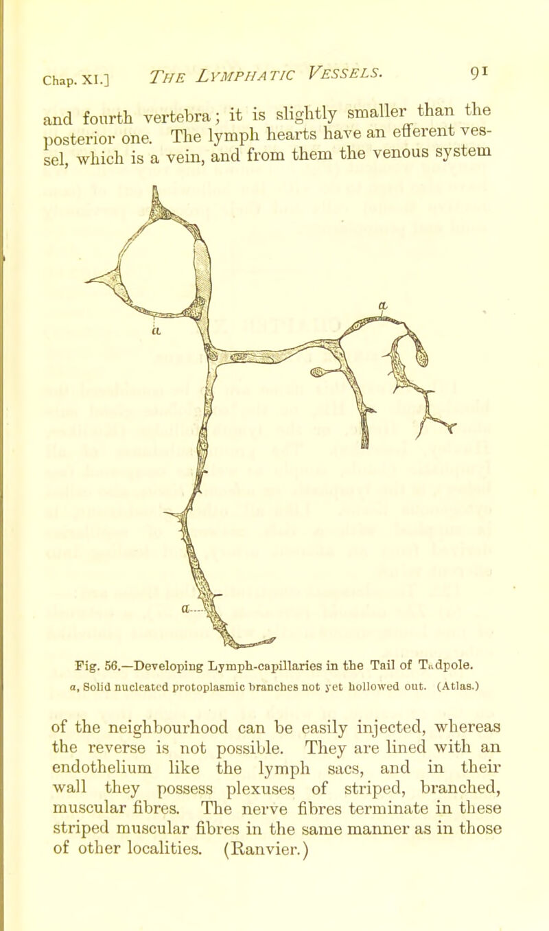 and fourth vertebra; it is slightly smaller than the posterior one. The lymph hearts have an efferent ves- sel which is a vein, and from them the venous system / Fig. 56.—Developing Lymph-capillaries in the Tail of Tudpole. a. Solid nucleated protoplasmic branchcB not yet hollowed out. (Atlas.) of the neighbourhood can be easily injected, whereas the reverse is not possible. They are lined with an endothelium like the lymph sacs, and in their wall they possess plexuses of striped, branched, muscular fibres. The nerve fibres terminate in these striped muscular fibres in the same manner as in those of other localities. (Ranvier.)