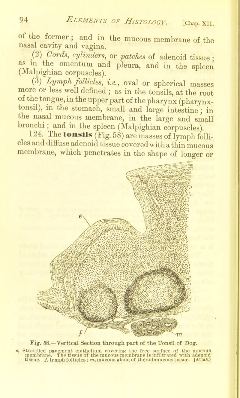 of the former; and in the mucous membrane of the nasal cavity and vagina. (2) Cords, cylinders, or patches of adenoid tissue • as in the omentum and pleura, and in the spleen (Malpxghian corpuscles). (3) Lym-ph follicles, i.e., oval or spherical masses more or less well defined ; as in the tonsils, at the root of the tongue, in the upper part of the pharynx (pharynx- tonsil), in the stomach, small and large intestine; in the nasal mucous membrane, in the large and small bronchi; and in the spleen (Malpighian corpuscles). 124. The tonsUs (Fig. 58) are masses of lymph folli- cles and diffuse adenoid tissue covered with a thin mucous membrane, which penetrates in the shape of longer or Pig. 58.—Vertical Section througli part of the Tonsil of Dogr. e, stratified pavement epitlielium covering tlie free surface nf the mucniis membrane. The tissue of the mucous membrane is infiltrated with adenoid tiBSue. /, lymph follicles; m, mucous gland of the submucous tissue. (Atlas.)
