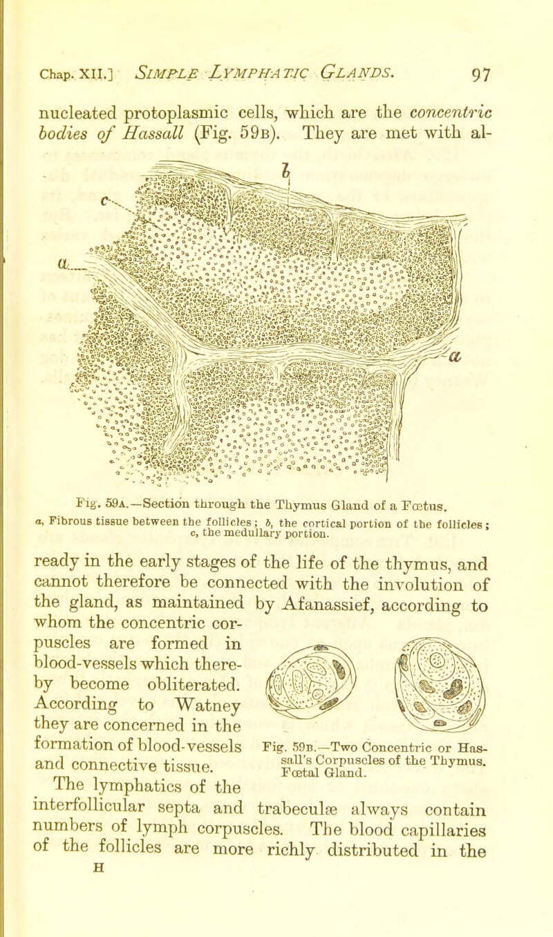 nucleated protoplasmic cells, which are the concentric bodies of Hassall (Fig. 59b). They are met with al- Pig. 59a.—Section through the Thymus Gland of a Fcetns. a, Fibrous tissue between the follicles; J, the cortical portion of the follicles; c, the medullary portion. ready in the early stages of the life of the thymus, and cannot therefore be connected with the involution of the gland, as maintained by Afanassief, according to whom the concentric cor- puscles are formed in blood-vessels which there- by become obliterated. According to Watney they are concerned in the formation of blood-vessels and connective tissue. The lymphatics of the interfoUicular septa and trabeculfe always contain numbers of lymph corpuscles. The blood capillaries of the follicles are more richly distributed in the H Fig. 59b.—Two Concentric or Hos- sall's Corpuscles of the Thymus. Foetal Gland.