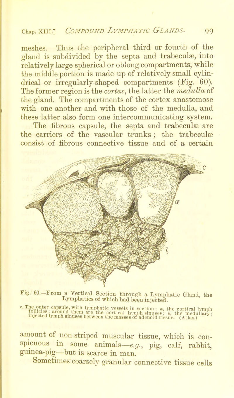 meshes. Thus the pei-ipheral third or fourth of the gland is subdivided by tlie septa and trabeculse, into relatively large spherical or oblong compartments, while the middle portion is made up of relatively small cylin- drical or irregularly-shaped compartments (I'ig. 60). The former region is the cortex, the latter the medulla of the gland. The compartments of the cortex anastomose with one another and with those of the medulla, and these latter also form one intercommunicating system. The fibrous capsule, the septa and trabeculse are the carriers of the vascular trunks ; the trabeculag consist of fibrous connective tissue and of a certain Fig. 60.—From a Vertical Section through a Lymphatic Gland, the Lymphatics of which had been injected. c, The outer capsule, with Ijmpliatic vessels in section: a, the cortical hnnph i„] I'', cortical lymph slnuse..; h, the raeduilary: injected lymph sinuses between the masses of adenoid tissue. (Atlas.) amount of non-striped muscular tissue, which is con- spicuous in some animals—e.^., pig, calf, rabbit, guinea-pig—but is scarce in man. Sometimes coarsely granular connective tissue cells