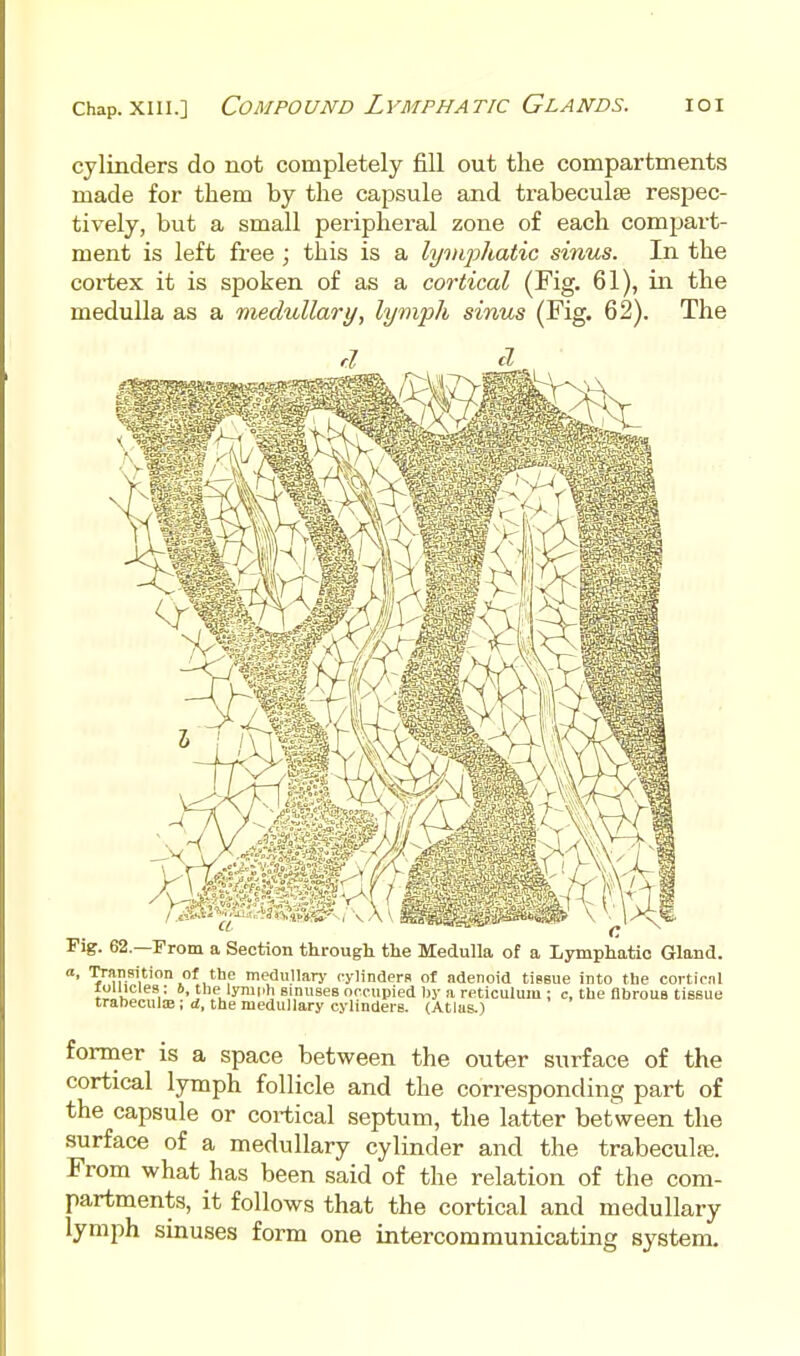 cylinders do not completely fill out the compartments made for them by the capsule and trabecules respec- tively, but a small peripheral zone of each compart- ment is left free ; this is a lymphatic sinus. In the cortex it is spoken of as a cortical (Fig. 61), in the medulla as a medullary, lymph sinus (Fig. 62). The Fig. 62.—Prom a Section through the Medulla of a Lymphatic Gland. a, Transition of the medullary cylindera of adenoid tiBsue into the cortical louicies: 6, the lymph smuses occupied hy a reticulum : c, the fibrous tissue trabecule ; d, the medullary cylinders. (Atlas.) former is a space between the outer surface of the cortical lymph follicle and the cori-esponding part of the capsule or cortical septum, the latter between the surface of a medullary cylinder and the trabecuL-e. From what has been said of the relation of the com- partments, it follows that the cortical and medullary lymph sinuses form one intercommunicating system.