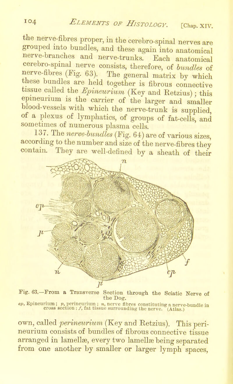 the nerve-fibres proper, in tlie cerebro-spinal nerves are grouped into bundles, and these again into anatomical nerve-branches and nerve-trunks. Each anatomical cerebro-spinal nerve consists, therefore, of bundles of nerve-fibres (Fig. 63). The general matrix by which these bundles are held together is fibrous connective tissue called the Epineurium (Key and Retzius); this epmeurium is the carrier of the larger and smaller blood-vessels with which the nerve-trunk is supplied, of a iDlexus of lymphatics, of groups of fat-cells, and sometimes of numerous plasma cells. 137. The nerve-hundles (Fig. 64) are of various sizes, according to the number and size of the nerve-fibres they contain. They are well-defined by a sheath of their Pig. 63.—From a Transverse Section througli the Sciatic Nerve of the Dog. ep, Epineurium; p, perineurium ; n, nerve fibres constituting a nerve-bundle in cross section; /, fat tissue surrounding the nerve. tAtlas.) own, called perineurium (Key and Retzius). This peri- neurium consists of bundles of fibrous connective tissue arranged in lamellae, every two lamellas being separated from one another by smaller or larger lymph spaces.