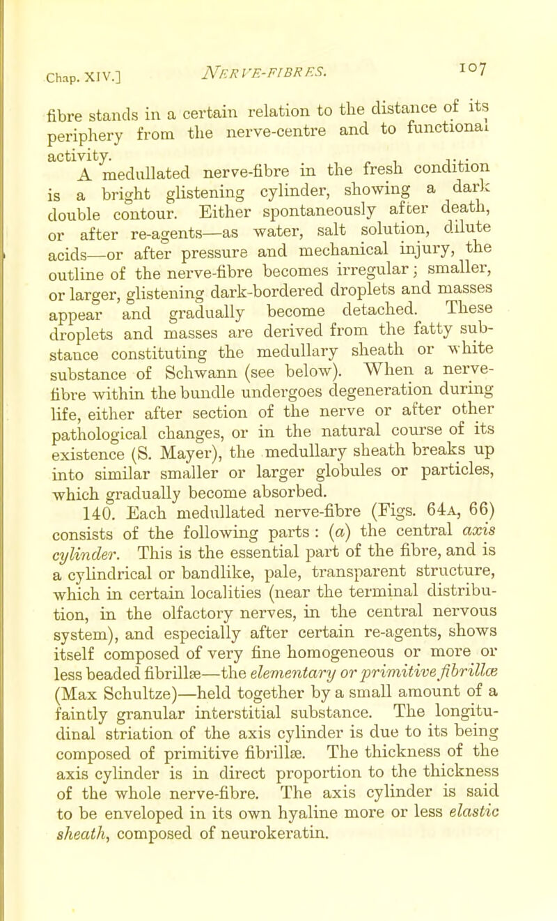 fibre stands in a certain relation to the distance of its periphery from the nerve-centre and to functional activity. . . A medullated nerve-fibre in the fresh condition is a bright glistening cylinder, showing a dark double contour. Either spontaneously after death, or after re-agents—as water, salt solution, dilute acids—or after pressure and mechanical injury, the outline of the nerve-fibre becomes irregular; smaller, or larger, glistening dark-bordered droplets and masses appear and gradually become detached. These droplets and masses are derived from the fatty sub- stance constituting the medullary sheath or white substance of Schwann (see below). When a nerve- fibre within the bundle undergoes degeneration during life, either after section of the nerve or after other pathological changes, or in the natural course of its existence (S. Mayer), the medullary sheath breaks up into similar smaller or larger globules or particles, which gradually become absorbed. 140. Each medullated nerve-fibre (Figs. 64a, 66) consists of the following parts : (a) the central axis cylinder. This is the essential part of the fibre, and is a cylindrical or bandlike, pale, transparent structure, which in certain localities (near the terminal distribu- tion, in the olfactory nerves, in the central nervous system), and especially after certain re-agents, shows itself composed of very fine homogeneous or more or less beaded fibrillaj—the elementary or primitive fihrillce (Max Schultze)—held together by a small amount of a faintly granular interstitial substance. The longitu- dinal striation of the axis cylinder is due to its being composed of primitive fibrillaj. The thickness of the axis cylinder is in direct proportion to the thickness of the whole nerve-fibre. The axis cylinder is said to be enveloped in its own hyaline more or less elastic sheath, composed of neurokeratin.