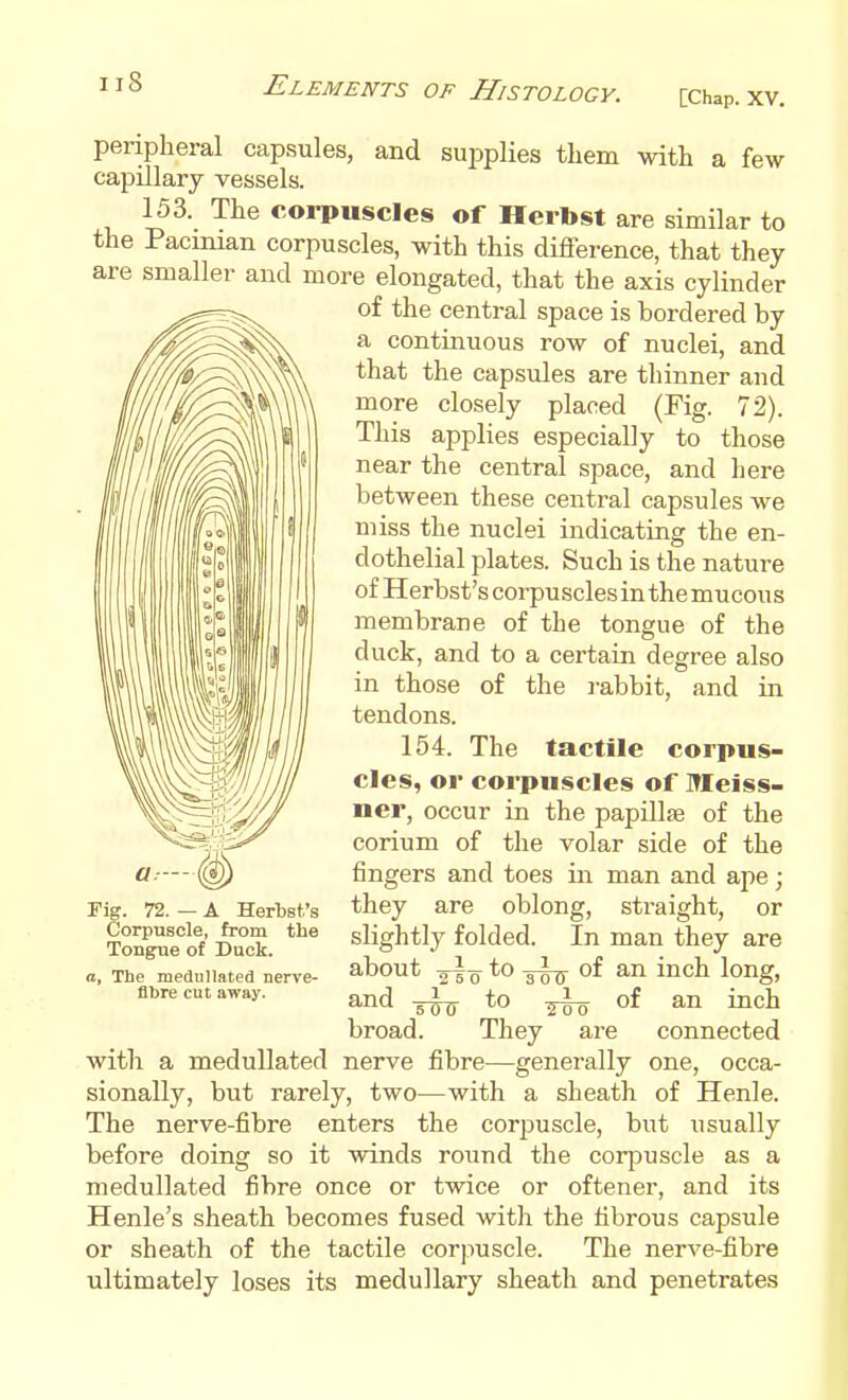 peripheral capsules, and suiDplies them with a few capillary vessels. 153. The corpuscles of Herbst are similar to the Pacinian corpuscles, with this difference, that they are smaller and more elongated, that the axis cylinder of the central space is bordered by a continuous row of nuclei, and that the capsules are thinner and more closely placed (Fig. 72). This applies especially to those near the central space, and here between these central capsules we miss the nuclei indicating the en- dothelial plates. Such is the nature of Herbst's corpuscles in the mucous membrane of the tongue of the duck, and to a certain degree also in those of the rabbit, and in tendons. 154. The tactile corpus- cles, or corpuscles of Meiss- ner, occur in the papillae of the corium of the volar side of the fingers and toes in man and ape; they are oblong, straight, or slightly folded. In man they are about *° sw mch. long, and -g-^ to of an inch broad. They are connected with a meduUated nerve fibre—generally one, occa- sionally, but rarely, two—with a sheath of Henle. The nerve-fibre enters the corpuscle, but usually before doing so it winds round the corpuscle as a meduUated fibre once or twice or oftener, and its Henle's sheath becomes fused with the fibrous capsule or sheath of the tactile corpuscle. The nerve-fibre ultimately loses its medullary sheath and penetrates Fig. 72. — A Hertst.'s Corpuscle, from the Tongue of Duck. a. The meduUated nerve- flbre cut away.