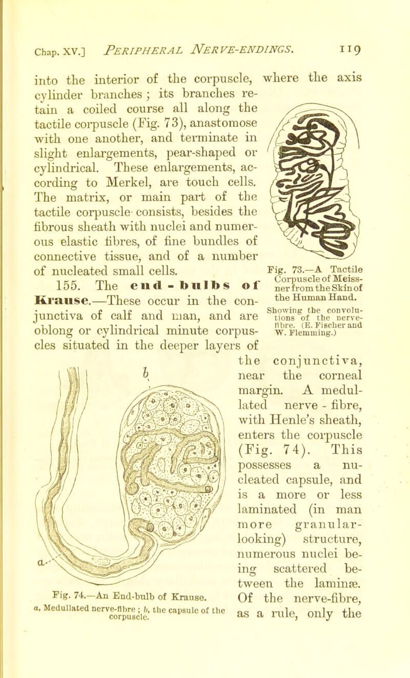 into the interior of the corpuscle, where the axis cylinder branches ; its branches re- tain a coiled course all along the tactile coi-puscle (Fig. 73), anastomose with one another, and terminate in slight enlargements, pear-shaped or cylindrical. These enlargements, ac- cording to Merkel, are touch cells. The matrix, or main part of the tactile corpuscle consists, besides the fibrous sheath with nuclei and numer- ous elastic fibres, of fine bundles of connective tissue, and of a number of micleated small cells. 155. The end-ton lbs of Kranse.—These occur in the con- . • £ IP T J Showing the convolu- junctiva or call and man, and are ttons of rte nerve^ oblong or cylindrical minute corpus- cles situated in the deeper layers of the I rig. 73.—A Tactile Corpuscle of Meiss- ner from the Skin of the Human Hand. libre. (E. Fiscber and W. Flemming.) near Pig. 74.—An End-tulb of Krause. o, Medullated nerre-fihre ; h, tlie capsule ol the corpuscle. conjunctiva, the corneal margin. A medul- lated nerve - fibre, with Henle's sheath, enters the corpuscle (Fig. 74). This possesses a nu- cleated capsule, and is a more or less laminated (in man more granular- looking) structure, numerous nuclei be- ing scattered be- tweeii the laminse. Of the nerve-fibre, as a rule, only the