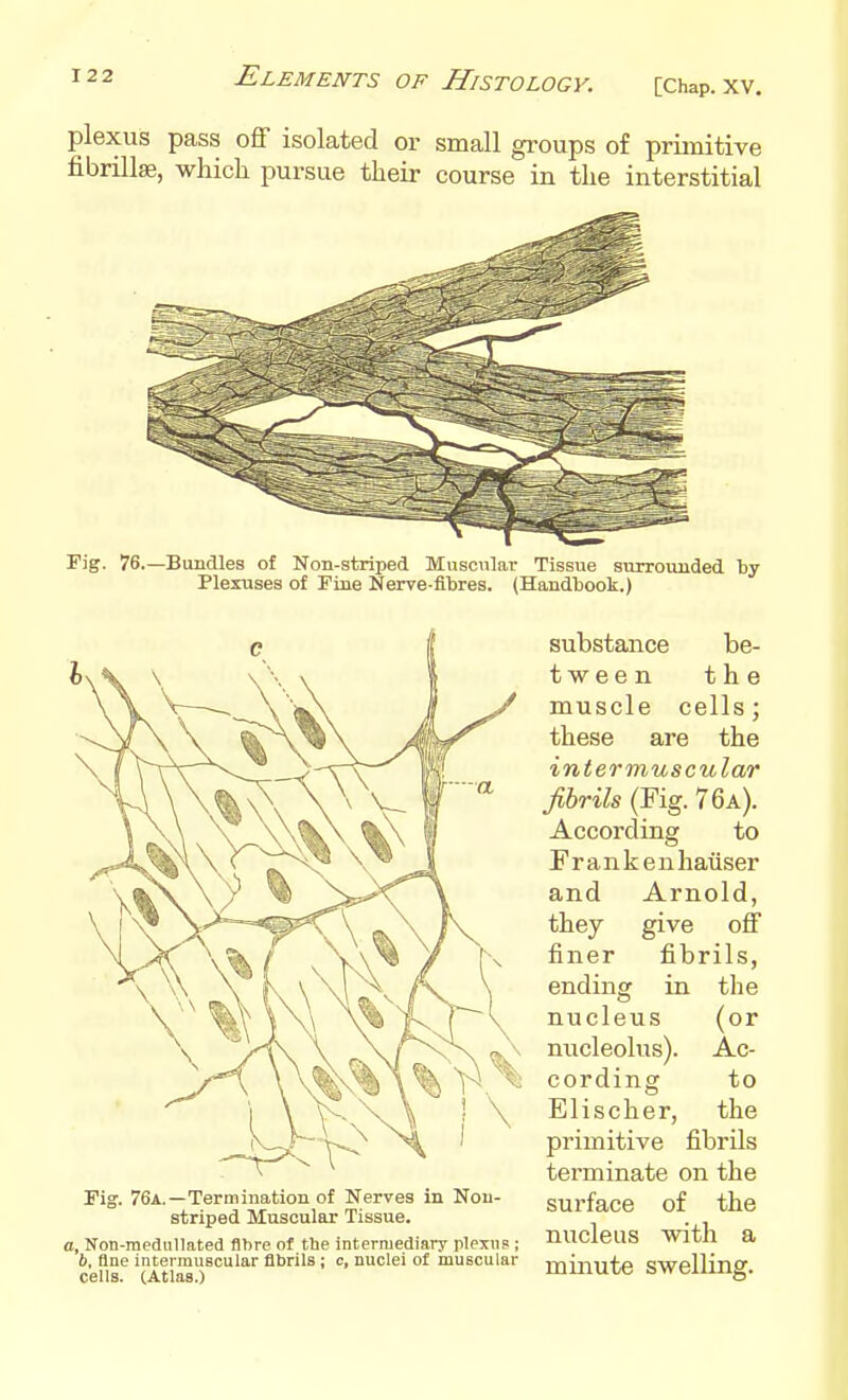 plexus pass off isolated or small groups of primitive fibrillse, which, pursue their course in the interstitial Fig. 76.—Bundles of Non-striped Muscular Tissue surrounded by Plexuses of Fine Nerve-fibres. (Handbook.) substance be- tween the muscle cells; these are the intermuscular fibrils (Fig. 76a). According to Frankenhatiser and Arnold, they give off finer fibrils, ending in the nucleus (or nucleolus). Ac- cording to Elischer, the primitive fibrils terminate on the surface of the nucleus with a minute swelling. Fig. 76a.—Termination of Nerves in Nou- striped Muscular Tissue. a, Non-meanllated fibre of tbe intermediary plexus ; 6, fine intermuscular flbrils; c, nuclei of muscular cells. (Atlas.)