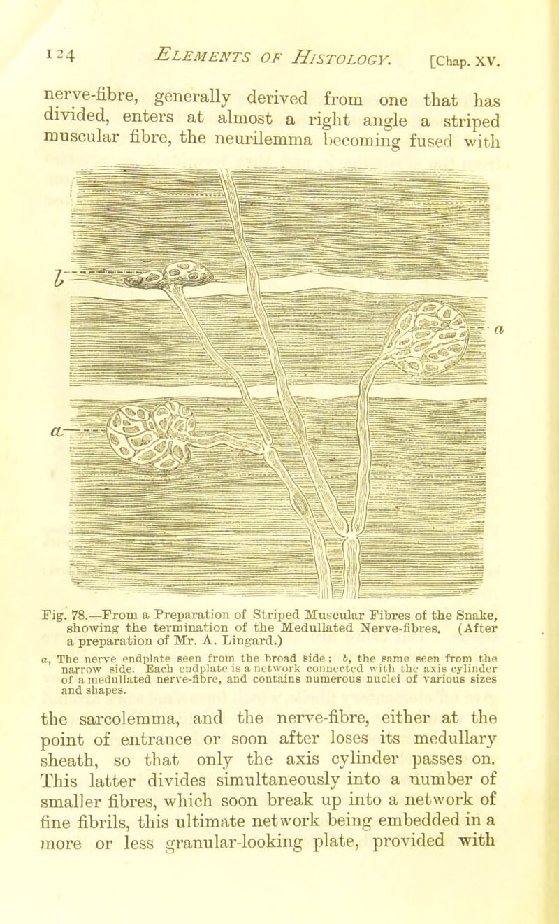 nerve-fibre, generally derived from one that has divided, enters at almost a right angle a striped muscular fibre, the neurilemma becoming fused with Fig. 78.—Prom a Preparation of Striped Muscular Fibres of the Snake, showing the termination of the Medullated Nerve-fibres. (After a preparation of Mr. A. Lingard.) a, The nerve radplate seen from tine hroad side ; 6, the snme Been from the narrow side. Bach endplate is a network connected with the axis cylinder of a medullated nerve-flbre, and containB numerous nuclei ot various sizes and shapes. the sarcolemma, and the nerve-fibre, either at the point of entrance or soon after loses its medullary sheath, so that only the axis cylinder passes on. This latter divides simultaneously into a number of smaller fibres, which soon break up into a network of fine fibrils, this ultimate network being embedded in a more or less granular-looking plate, provided with