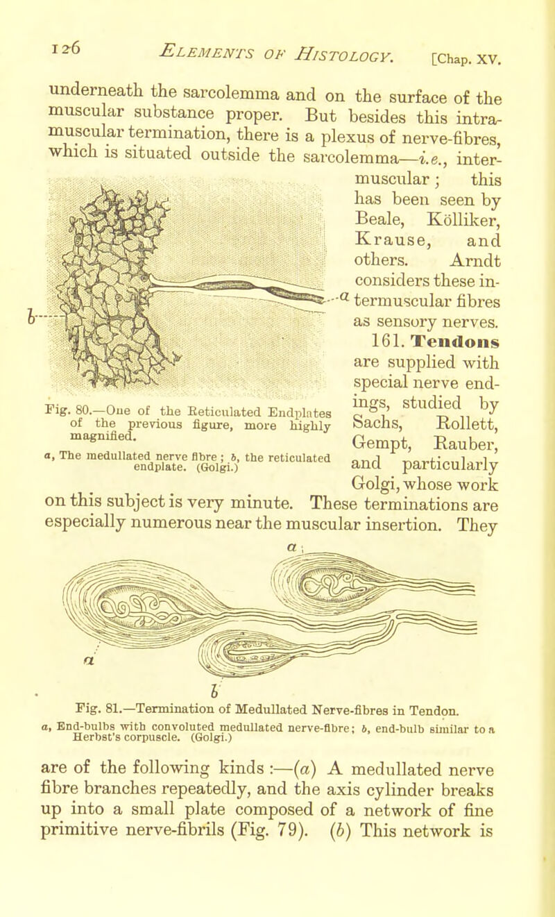 underneath the sarcolemma and on the surface of the muscular substance proper. But besides this intra- muscular termination, there is a plexus of nerve-fibres, which IS situated outside the sarcolemma—i.e., inter- muscular \ this has been seen by Beale, Kolliker, Krause, and others. Arndt considers these in- termuscular fibres as sensory nerves. 161. Tendons are supplied with special nerve end- ings, studied by Sachs, Rollett, Gempt, Eauber, and particularly Golgi, whose work on this subject is very minute. These terminations are especially numerous near the muscular insertion. They Fig. 80.—Oue of the Eeticulated Eudplntes of the previous figure, more highly magnified. a, The raeduUated nerve fibre ; J, the reticulated endplate. (Gtolgi.) Fig. 81.—Termination of Medullated Nerve-fibres in Tendon. a. End-bulbs with convoluted meduUated nerve-fibre; h, end-bulb similar to a Herbst's corpuscle. (Golgi.) are of the following kinds :—(a) A medullated nerve fibre branches repeatedly, and the axis cylinder breaks up into a small plate composed of a network of fine