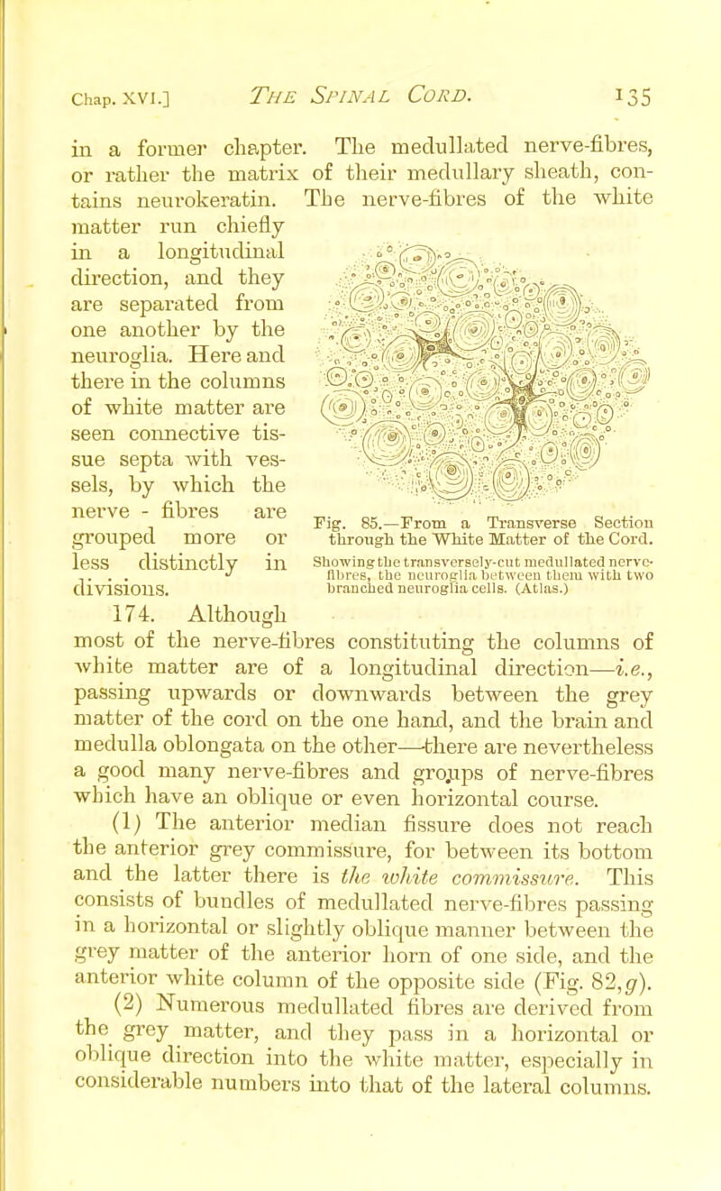 in a former chapter. The meclullated nerve-fibres, or rather the matrix of their medullary sheath, con- tains neurokeratin. The nerve-fibres of the white matter run chiefly in a longitudinal direction, and they are separated from one another by the neuroglia. Here and there in the cohxmns of white matter are seen connective tis- sue septa with ves- sels, by which the nerve - fibres are groviped more or less distinctly in divisions. 174. Although most of the nerve-fibres constituting the columns of white matter are of a longitudinal direction—i.e., passing upwards or downwards between the grey matter of the cord on the one hand, and the brain and medulla oblongata on the other—there are nevertheless a good many nerve-fibres and grojLips of nerve-fibres which have an oblique or even horizontal course. (1) The anterior median fissure does not reach the anterior grey commissure, for between its bottom and the latter there is the tohite commissure. This consists of bundles of medullated nerve-fibres passing in a horizontal or slightly oblique manner between the grey matter of the anterior horn of one side, and the anterior white column of the opposite side (Fig. 82,^). (2) Numerous medullated fibres are derived from the grey matter, and they pass hi a horizontal or oblique direction into the white matter, especially in considerable numbers into that of the lateral columns. Fig. 85.—From a Transverse Section tlLroiigh the WMte Matter of tlie Cord. Showing tbctmnsversely-cut medullated ncrvc- flbi'L-s, the neuroprlla Ijetweeu them with two branched nenroglia cells. (Atlas.)