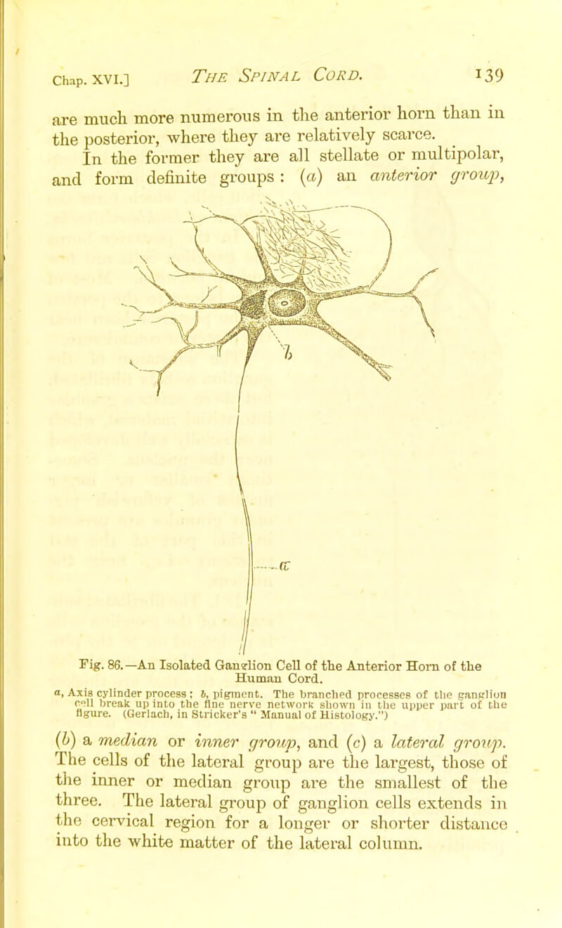 are much more numerous in the anterior horn than in the posterior, where they are relatively scarce. In the former they are all stellate or multipolar, and form definite groups : (a) an anterior (jroup, ■ a: Fig. 86.- -An Isolated GansUon Cell of the Anterior Horn of tlie Human Cord. a, Axis cylinder process; s, pigment. The branclied processes of tlie ganfrliun cell break up into the fine nerve network shown in the upper part ol the figure. (Gerlach, in Strieker's  Manual of Histology.) (b) a median or inner group, and (c) a lateral group. The cells of tlie lateral group are the largest, those of the inner or median group are the smallest of the three. The lateral group of ganglion cells extends in the cervical region for a longer or shorter distance into the white matter of the lateral column.