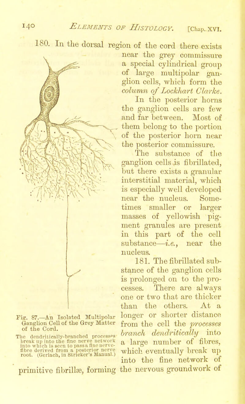 180. In the dorsal rig. 87.—An Isolated Multipolar Ganglion Cell of the Grey Matter of the Cord. The (Jenaritically-briinched prooessps break up into the fine nerve network into which is seen to p.issa line uorve- flbre derived from a posterior nerve root. (Gerlach, in Strieker's Manual.) primitive fibrilte, forming ;ion of the cord there exists near the grey commissure a special cylindrical group of large multipolar gan- glion cells, which form the column of Lockhart Clarke. In the posterior horns the ganglion cells are few and far between. Most of them belong to the portion of the posterior horn near the posterior commissure. The substance of the ganglion cells is fibrUlated, but there exists a granular interstitial material, which is especially well developed near the nucleus. Some- times smaller or larger masses of yellowish pig- ment granules are present in this part of the cell substance—i.e., near the nucleus. 181. The fibrillated sub- stance of the ganglion cells is prolonged on to the pro- cesses. There ai-e always one or two that are thicker than the others. At a longer or shorter distance from the cell the j)rocesses branch dendritically into a large number of fibres, which- eventually brealc iip into the fine network of the nervous groundwork of
