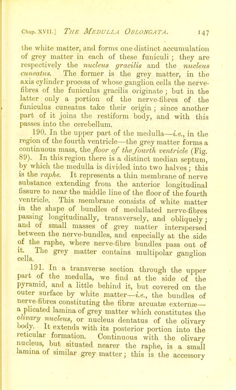 the white matter, and forms one distinct accumulation of grey matter in each of these funiculi ; they are respectively the nucleus gracilis and the nucleus cuneatus. The former is the grey matter, in the axis cylinder process of whose ganglion cells the nerve- fibres of the funiculus gracilis originate ; but in the latter only a portion of the nerve-fibres of the funiculus cuneatus take their origin; since another part of it joins the restiform body, and with this passes into the cerebellum. 190. In the upper part of the medulla—i.e., in the region of the fourth ventricle—the grey matter forms a continuous mass, the/oo?- of the fourth ventricle (Fig. 89). In this region there is a distinct median septum, hy which the medulla is divided into two halves; this is the rcqjhe. It represents a thin membrane of nerve substance extending from the anterior longitudinal fissure to near the middle line of the floor of the fourth ventricle. This membrane consists of white matter in the shape of bundles of medullated nerve-fibres passing longitudinally, transversely, and obliquely; and of small masses of grey matter interspersed between the nerve-bundles, and especially at the side of the raphe, where nerve-fibre bundles pass out of it. The grey matter contains multipolar ganglion cells. 191. In a transverse section through the upper pai-t of the medulla, we find at the side of the pyramid, and a little behind it, but covered on the outer surface by white matter—i.e., the bundles of nerve-fibres constituting the fibraj arcuate externce— a pUcated lamina of grey matter which constitutes the olivary nucleus, or nucleus dentatus of the olivary body. It extends with its posterior portion into the reticular formation. Continuous with the olivary nucleus, but situated nearer the raphe, is a small lamina of .similar grey matter; this is the accessory