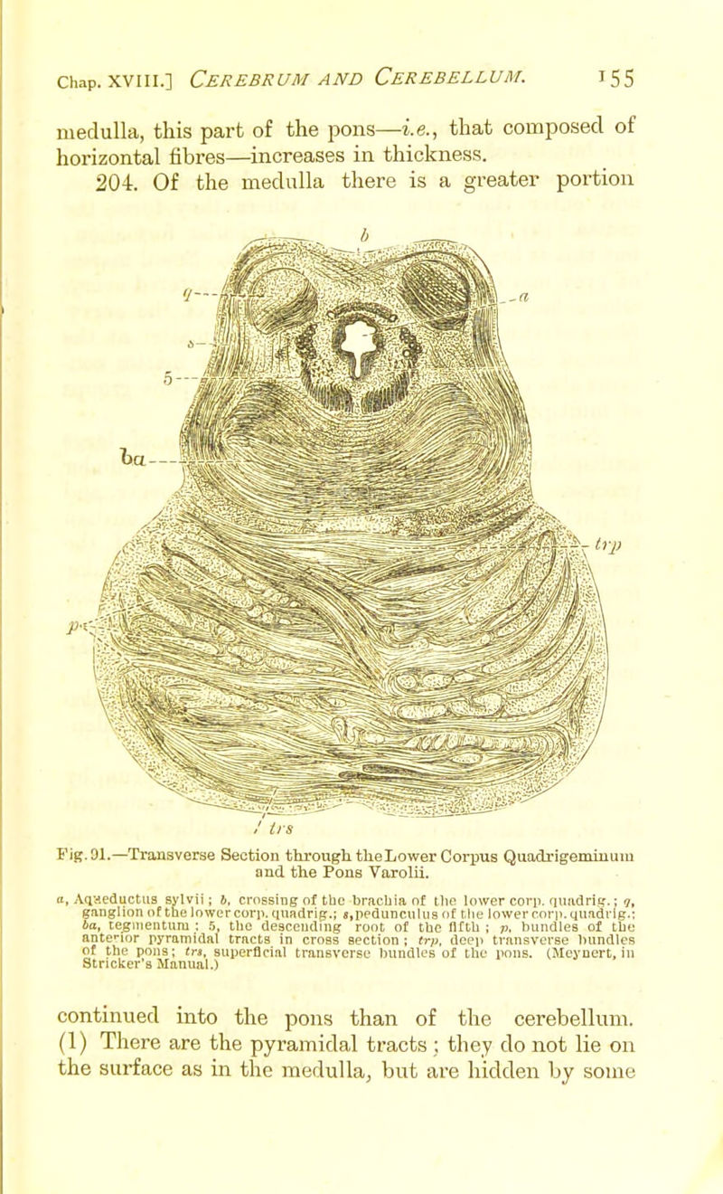 medulla, this part of the pons—i.e., that composed of horizontal fibres—increases in thickness. 204. Of the medulla there is a greater portion Fig. 91.—Transverse Section through the Lower Coi-pus Quadrigemiuum and the Pons Varolii. ft, Aqaeductiis sylvii; i?, crossing of tbo bracbia of the lower corp. riiiiidri?.'.; 5, ganglion of tbe lower corp. qnadrig.; s.peduncnliis of Mie lower corii.quadrlg.; ba, tegmentum : tbe descending root of tbe flftb ; ;;, Inindles of tbe antcior pyramidal tracts in cross section ; trp, deep transverse bundles of the pons; Irs, superficial transverse bundles of the pons. (Meyuert, in Strieker 3 Manual.) continued into the pons than of the cerebellum. (1) There are the pyramidal tracts ; they do not lie on the surface as in the medulla, but are hidden by some