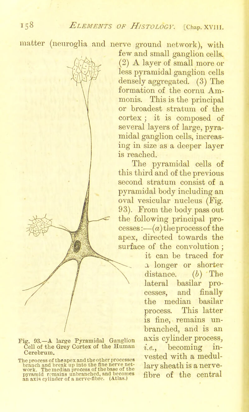 matter (neuroglia and nerve ground network), with few and small ganglion cells. (2) A layer of small more or less pyramidal ganglion cells densely aggregated. (3) The formation of the cornu Am- monis. This is the principal or broadest stratum of the cortex; it is composed of several layers of large, pyra- midal ganglion cells, increas- ing in size as a deeper layer is reached. The pyramidal cells of this third and of the previous second stratum consist of a pyramidal body including an oval vesicular nucleus (Fig. 93). From the body pass out the following principal pro- cesses :-—(a) tl le process of the apex, directed towards the Fig. 93.—A large Pyramidal Ganglion Cell of the Grey Cortex of the Human Cerebrum. The process of thenpex and the other processes br.anch and lireak up into the fine nerve net- work. The median process of the base of the pyramid remains unhranched, and becomes an axis cylinder of a nerve-fibre. (Atlas.) surface of the convolution; it can be traced for a longer or shorter distance. (6) The lateral basilar pro- cesses, and finally the median basilar process. This latter is fine, remains un- hranched, and is an axis cylinder process^ i.e., becoming in- vested with a medul- lary sheath is a nerve- fibre of the central