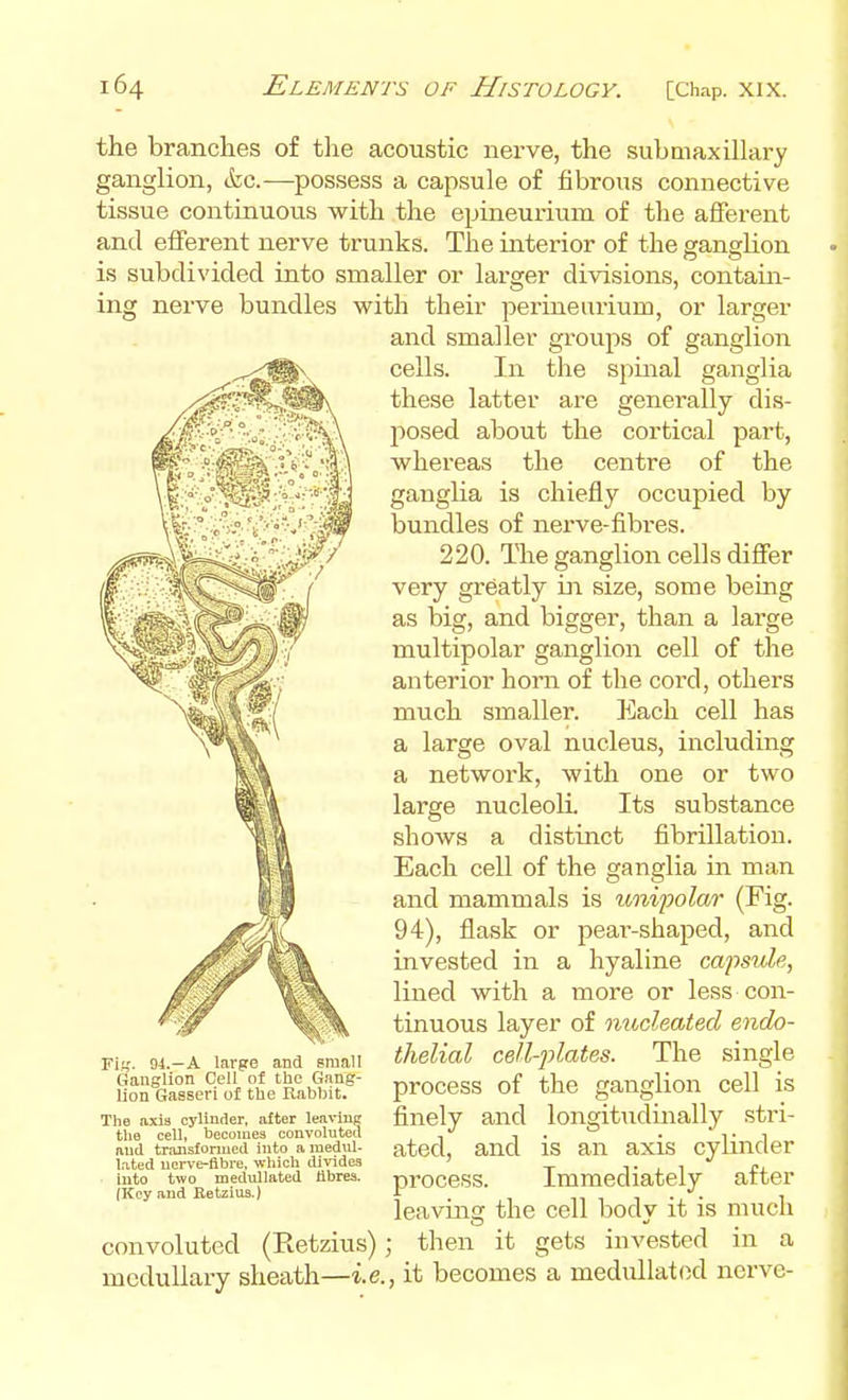 the branches of the acoustic nerve, the subaiaxillary ganglion, &c.—possess a capsule of fibrous connective tissue continuous with the epineurium of the afferent and efferent nerve trunks. The interior of the ganghon is subdivided into smaller or larger divisions, contain- ing nerve bundles with their perineurium, or larger and smaller groups of ganglion cells. In the spinal ganglia these latter are generally dis- posed about the cortical part, whereas the centre of the ganglia is chiefly occupied by bundles of nerve-fibres. 220. The ganglion cells differ very greatly m size, some being as big, and bigger, than a large multipolar ganglion cell of the anterior horn of the cord, others much smaller. Each cell has a large oval nucleus, including a network, with one or two large nucleoli. Its substance shows a distinct fibrillation. Each cell of the ganglia in man and mammals is im%ifolar (Fig. 94), flask or peai'-shaped, and invested in a hyaline capsule, lined with a more or less con- tinuous layer of nucleated endo- thelial cell-plates. The single process of the ganglion cell is finely and longit\idinally stri- ated, and is an axis cylinder process. Immediately after leaving the cell body it is much convoluted (Retzius); then it gets invested in a medullary sheath—i.e., it becomes a medullatod nerve- Fig. 94.-A large and small Ganglion Cell of the Gang- lion Gasseri of tUe Rabbit. The axis cj^linder, after leavinp the cell, becomes convoluted and traJisforincd into a medul- lated nerve-fibre, which dividea into two medullated fibres. (Key and Retzius.)