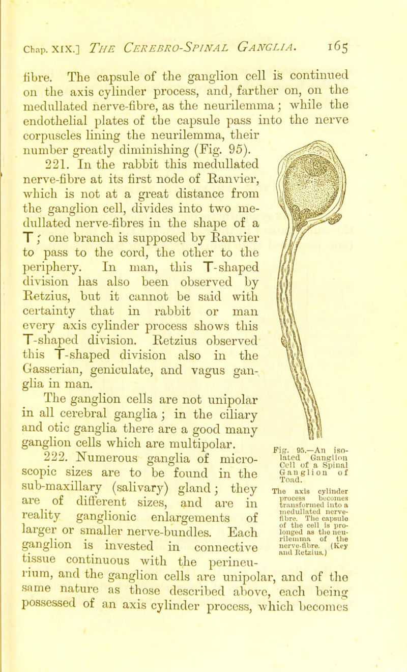 fibre. The capsule of the ganglion cell is continued on the axis cylinder process, and, farther on, on the medullated nerve-fibre, as the neurilemma ; while the endothelial plates of the capsule pass into the nerve corpuscles liiiing the neui'ilemma, their number greatly diminishing (Fig. 95). 221. In the rabbit this medullated nerve-fibre at its first node of Ranvier, which is not at a great distance from the ganglion cell, divides into two me- dullated nerve-fibres in the shape of a T ; one branch is supposed by Ranvier to pass to the cord, the other to the periphery. In man, this T-shaped division has also been observed by Eetzius, but it cannot be said with certainty that in rabbit or man every axis cylinder process shows this T-shaped division. Retzius observed this T-shaped division also in the Gasserian, geniculate, and vagus gan- glia in man. The ganglion cells are not unipolar in all cerebral ganglia; in the ciliary and otic ganglia there are a good many ganglion cells which are multipolar. ITZ. JNumerous ganglia of micro- Gangumi ° „ Cl'11 of a Spinal scopic sizes are to be found m the To\d*° °^ sub-maxillary (salivary) gland; they Ti,e'Uis oyimder are _ of di2erent_ sizes, and are in reality ganglionic enlargements of fibre. Tiie capsule larger or smaller nerve-bundles. Each °»eeJ 1 • < . rilemma of the ganglion is invested in connective Jiui^iSs.) ^''^ tissue continuous with the perineu- rium, and the ganglion cells are unipolar, and of the same nature as those described above, each being possessed of an axis cylinder process, which becomes