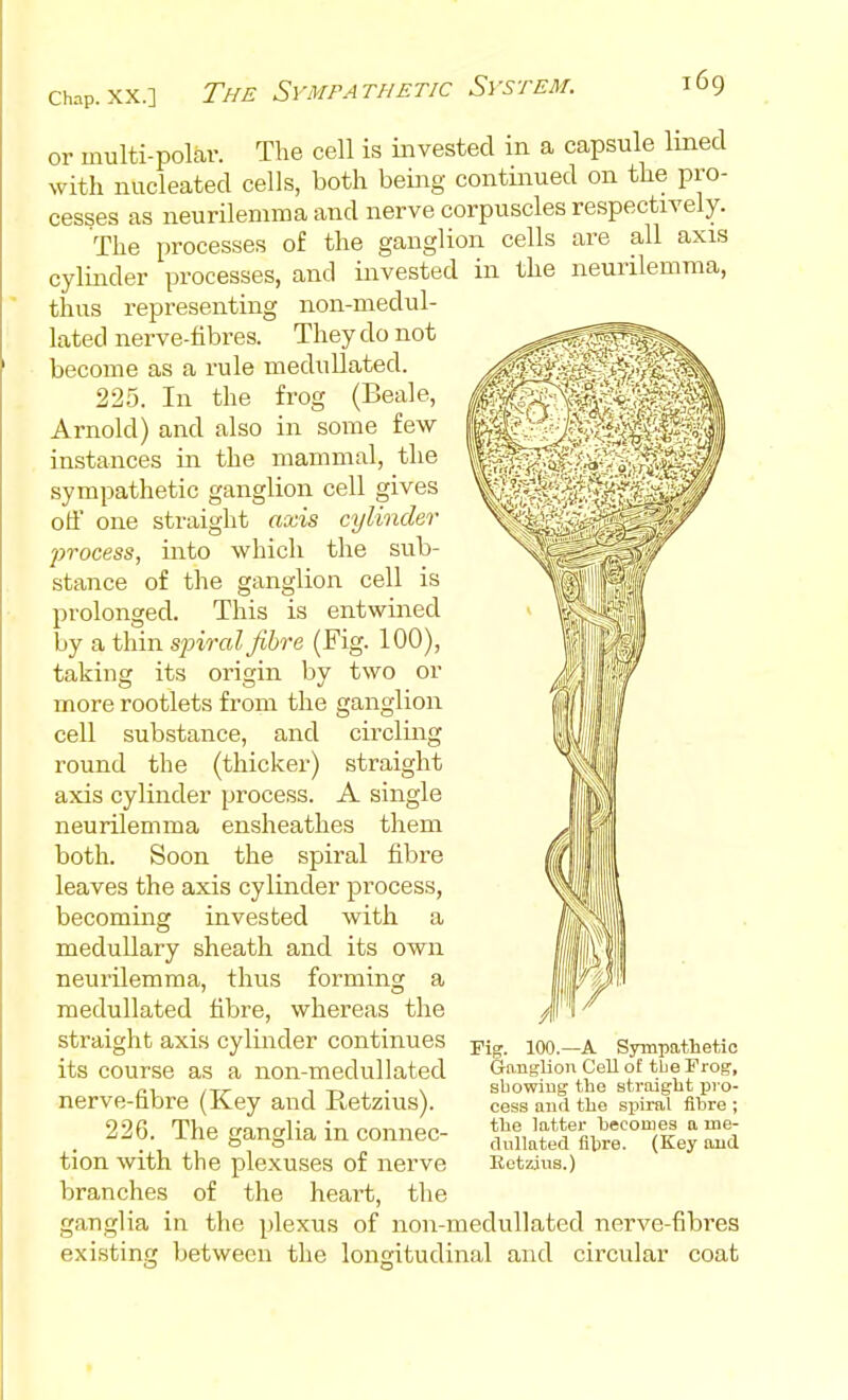 Chap. XX.] The Sympathetic System. or multi-polar. The cell is invested in a capsule lined with nucleated cells, both being continued on the pro- cesses as neurilemma and nerve corpuscles respectively. The processes of the ganglion cells are all axis cylinder processes, and invested in the neurilemma, thus representing non-medul- lated nerve-hbres. They do not become as a rule medullated. 225. In the frog (Beale, Arnold) and also in some few instances in the mammal, the sympathetic ganglion cell gives off one straight axis cylinder 'process, into which the sub- stance of the ganglion cell is prolonged. This is entwined by a thin spiral fibre (Fig. 100), taking its origin by two or more rootlets from the ganglion cell substance, and circling round the (thicker) straight axis cylinder process. A single neurilemma ensheathes them both. Soon the spiral fibre leaves the axis cylinder process, becoming invested with a medullary sheath and its own neurilemma, thus forming a medullated fibre, whereas the straight axis cylinder continues its course as a non-medullated nerve-fibre (Key and Retzius). 226. The ganglia in connec- tion with the plexuses of nerve branches of the heart, the ganglia in the plexus of non-medullated nerve-fibres exi.sting between the longitudinal and circular coat ■A Sympathetic Ganglion Cell of tbe Frog, sUowiug the straight pro- cess and the spiral fibre ; the latter hecomes a me- dullatecl fibre. (Key and Rctzins.)